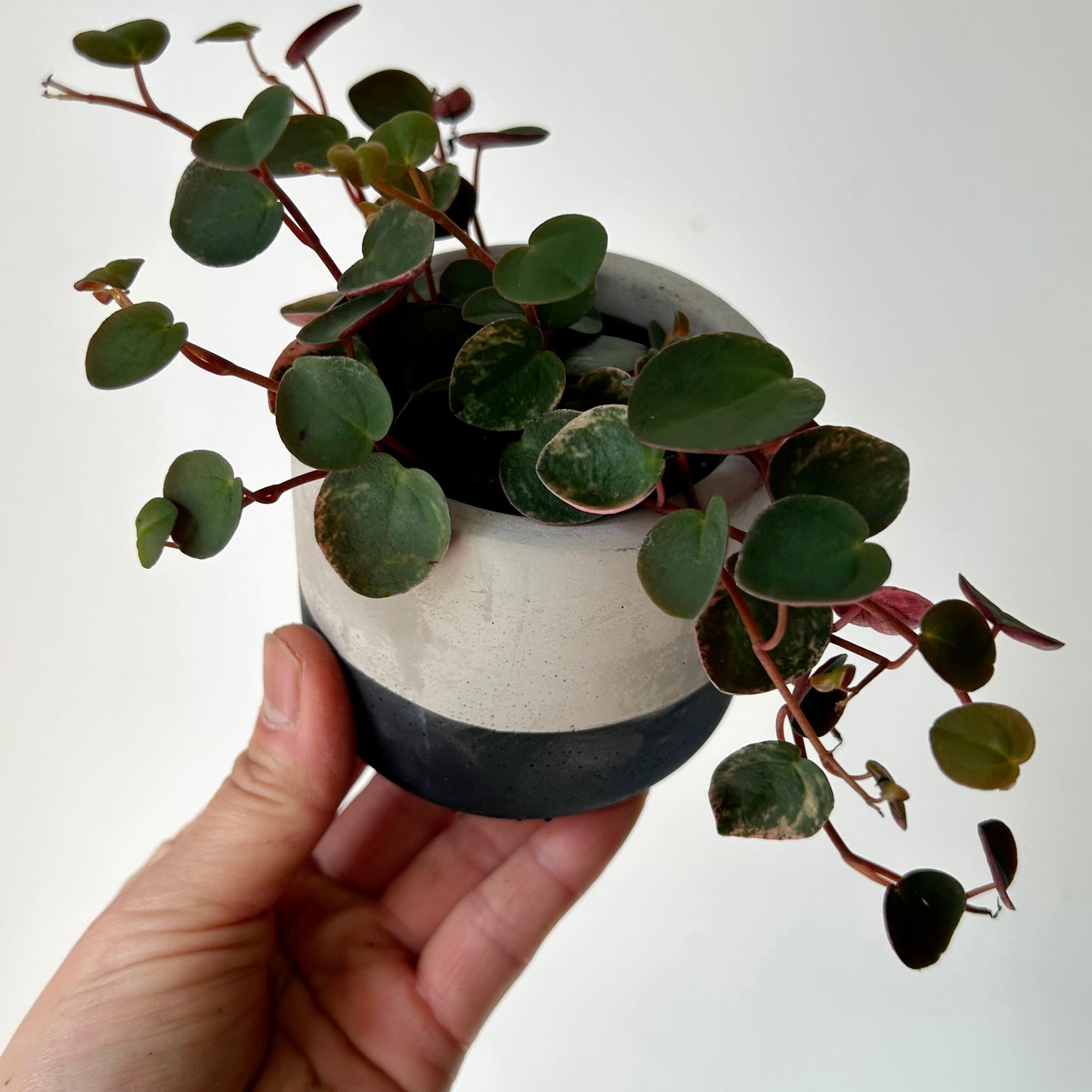 WYATT Small Decorative Cement Pot (2.75”x2.5”)