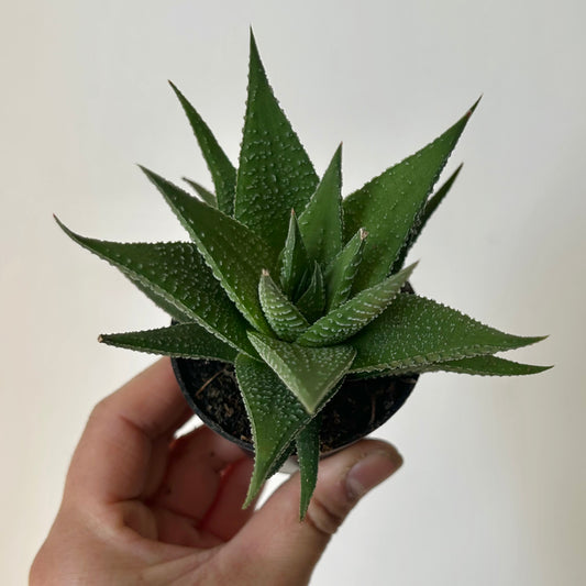 Haworthia attenuata 2.5” pot