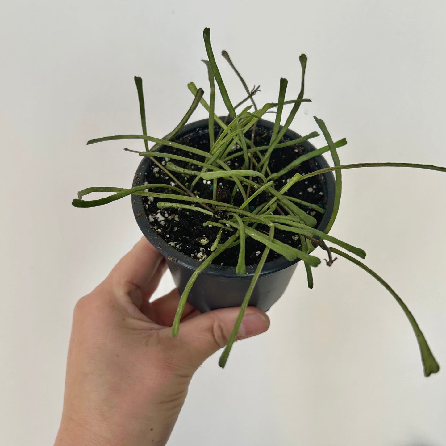 Hoya retusa 4” pot