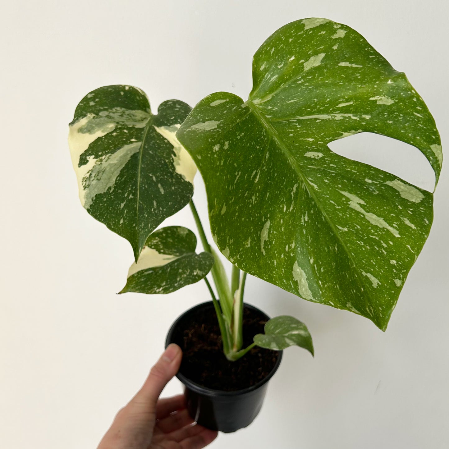 Monstera “Thai Constellation" 3.5”pot