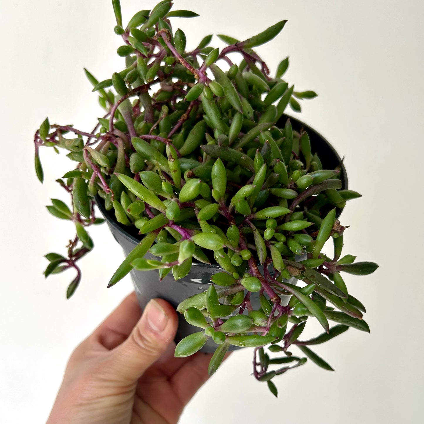 Ruby Necklace succulent (othonna capensis) 5”pot
