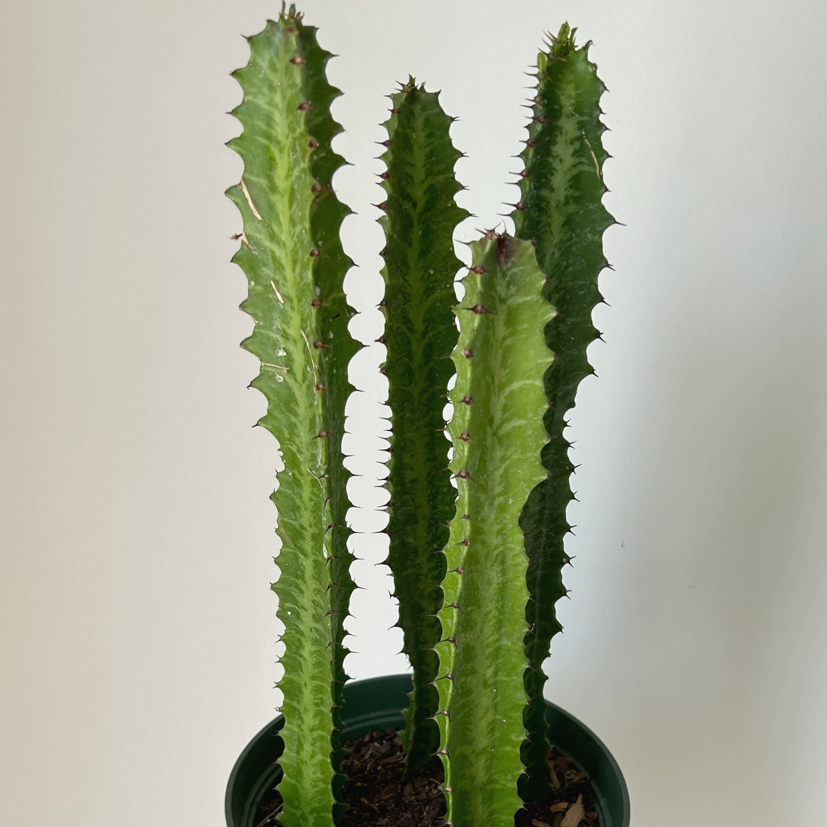 Euphorbia Trigona 6" pots House of Plants
