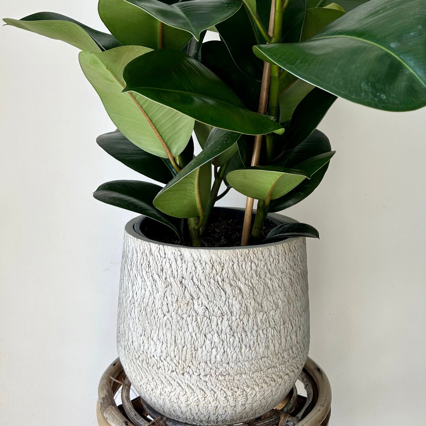 BROOKLYN LARGE Decorative Cement Pot (available in two sizes).