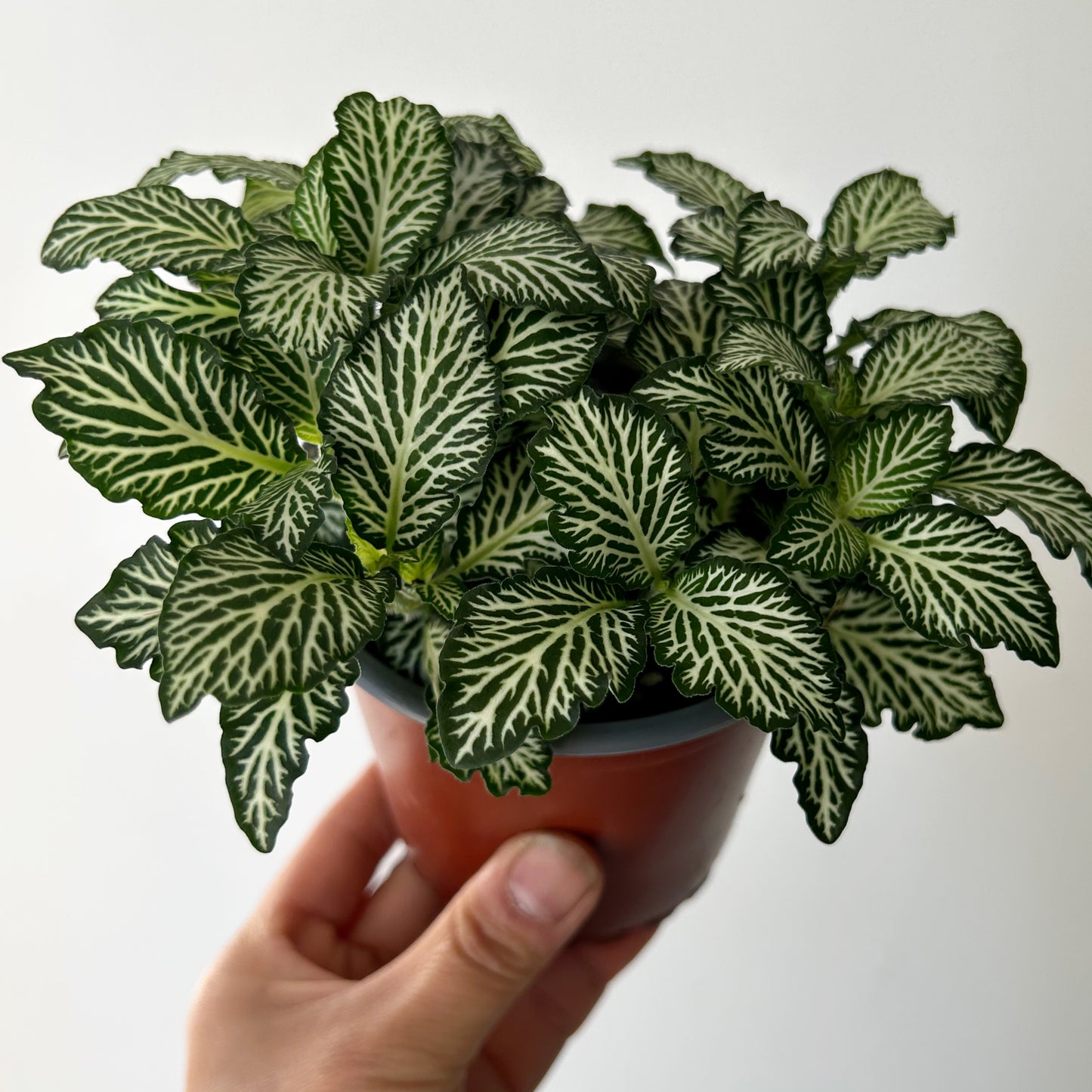 Nerve Plant “White Tiger” (Fittonia) 4”pot