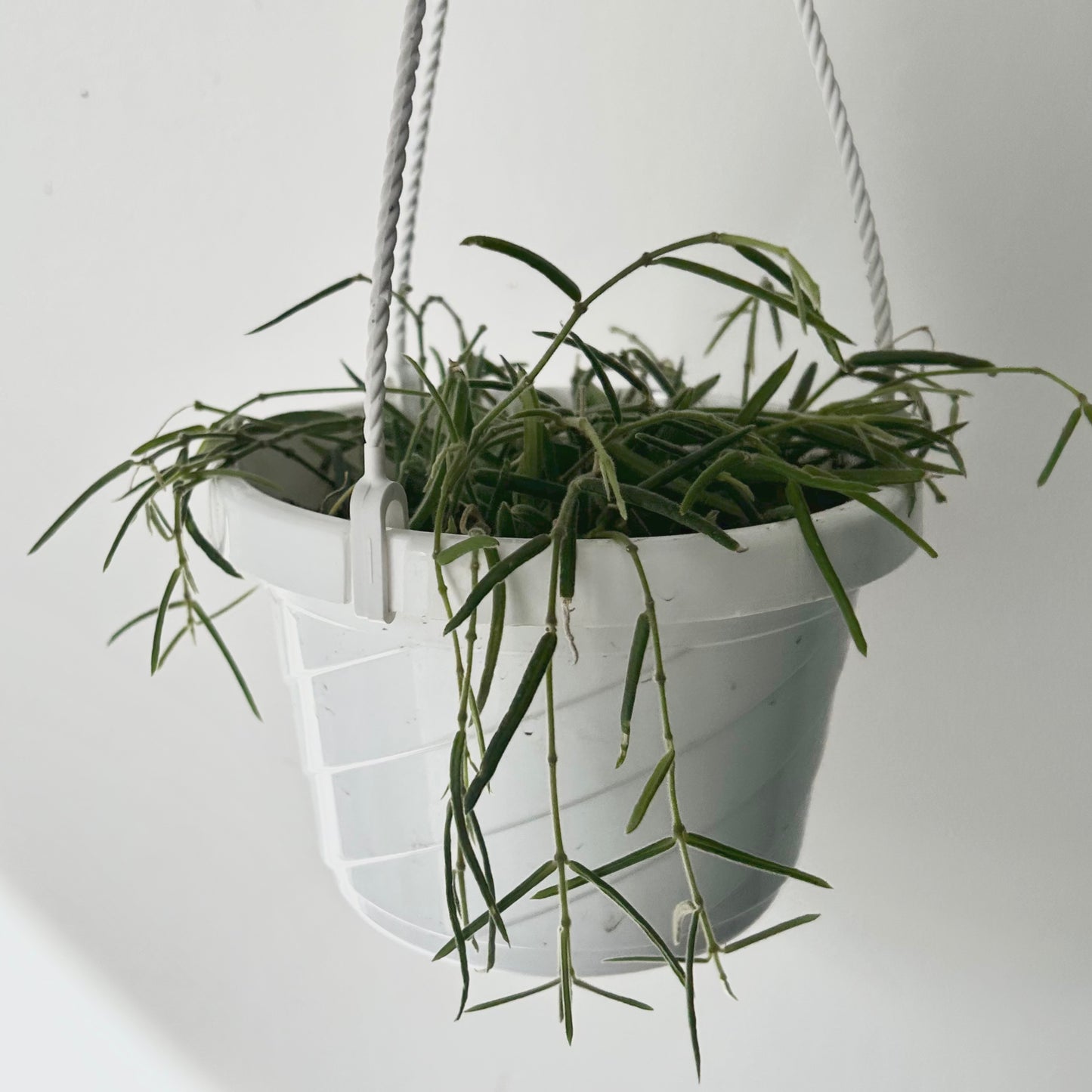 Hoya Lineris 6” hanging basket
