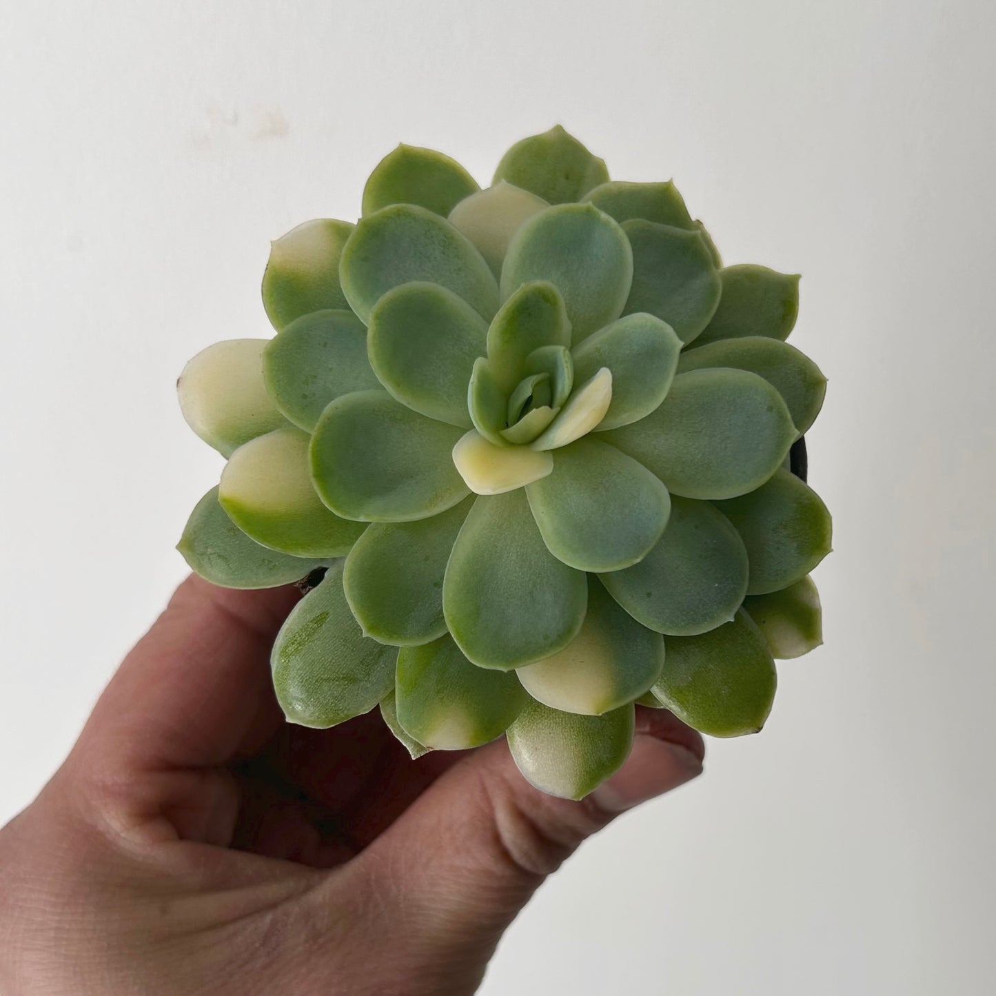Variegated Echeveria elegans “Twin Berry”2.5" pot