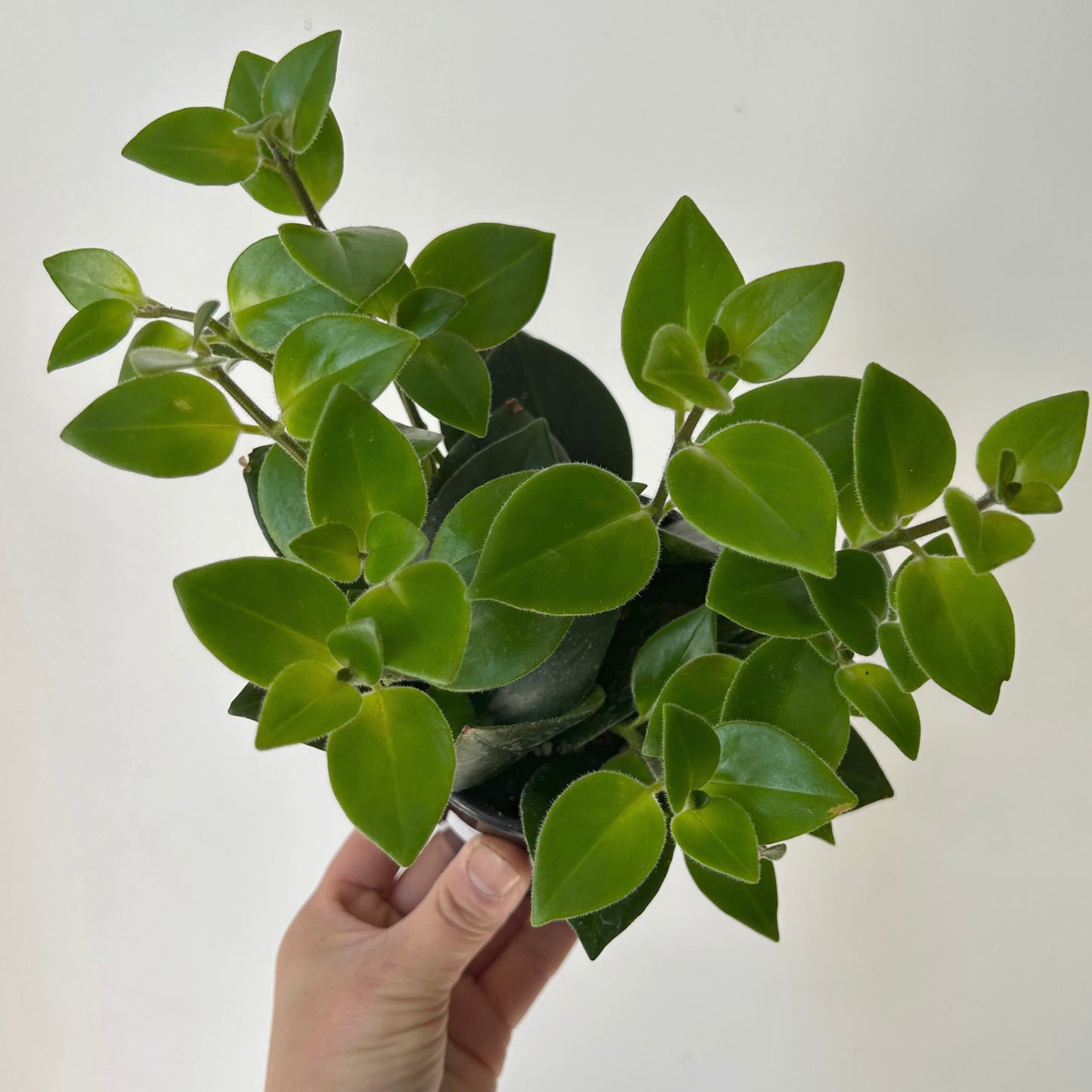 Mona Lisa Lipstick Plant (Aeschynanthus) 4" pot