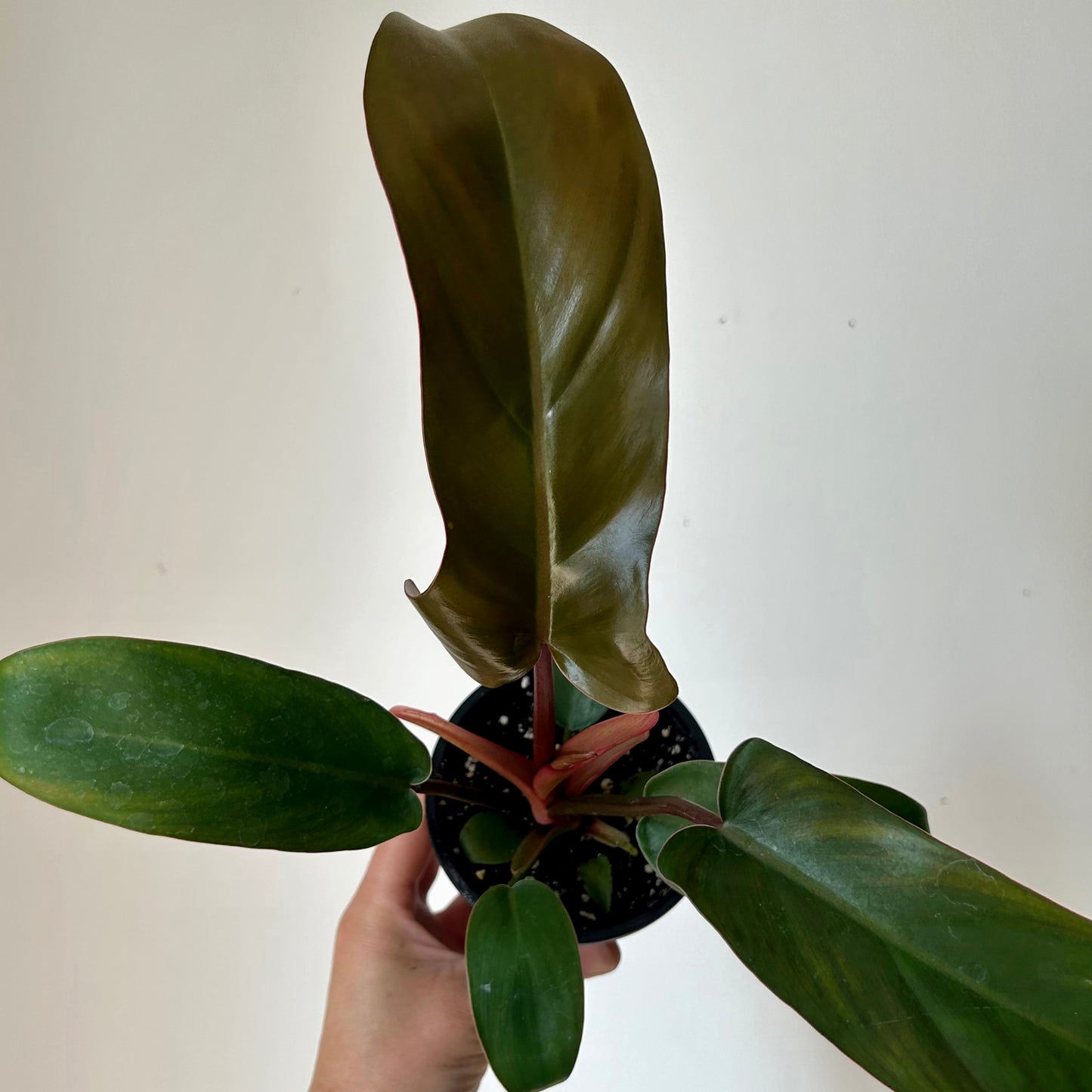 Philodendron Florida Bronze 3.5" pot