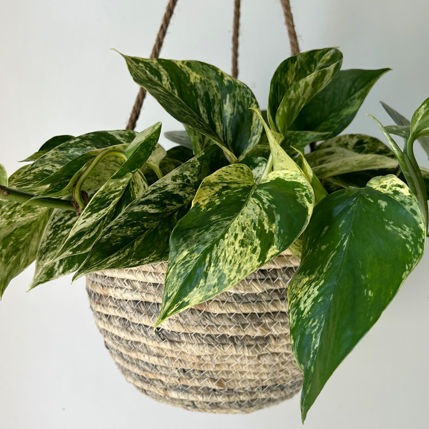 ORLIN Hanging Plant Basket (fits up to 8”diameter)