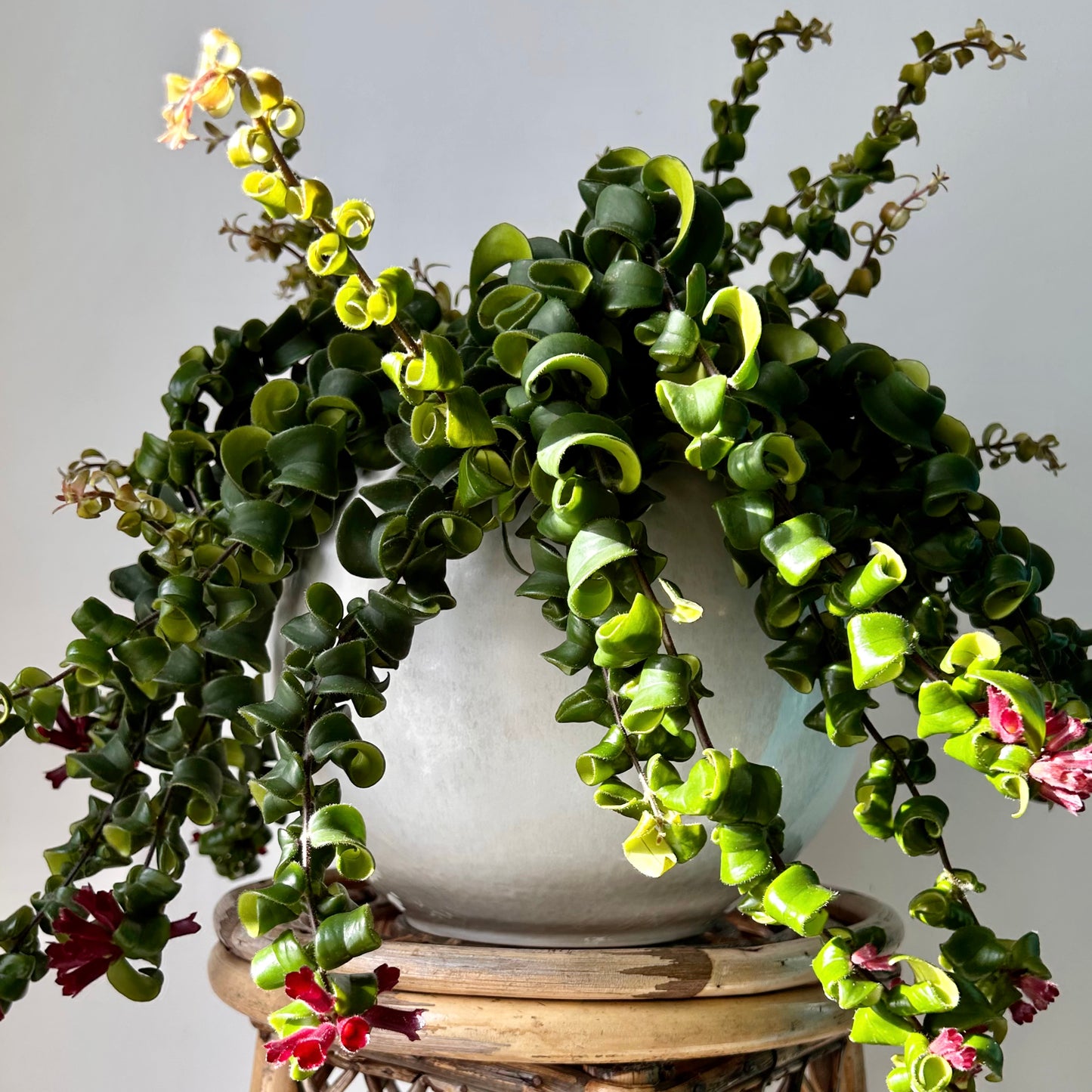 Rasta Lipstick Plant (Aeschynanthus radicans) 8” hanging pot