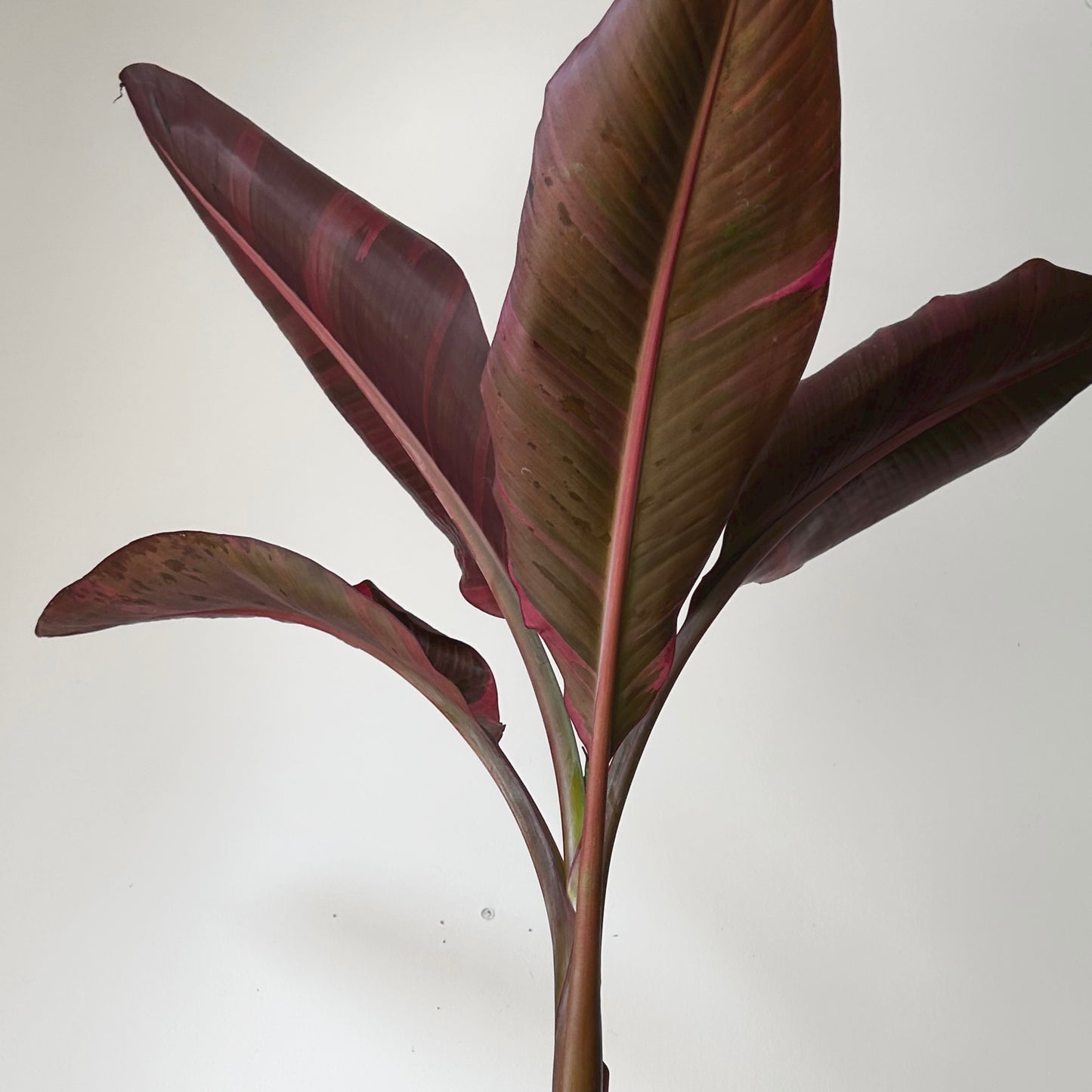 Pink Variegated Banana Plant (Musa ‘Nono’) approximately 3ft tall in 6” pot