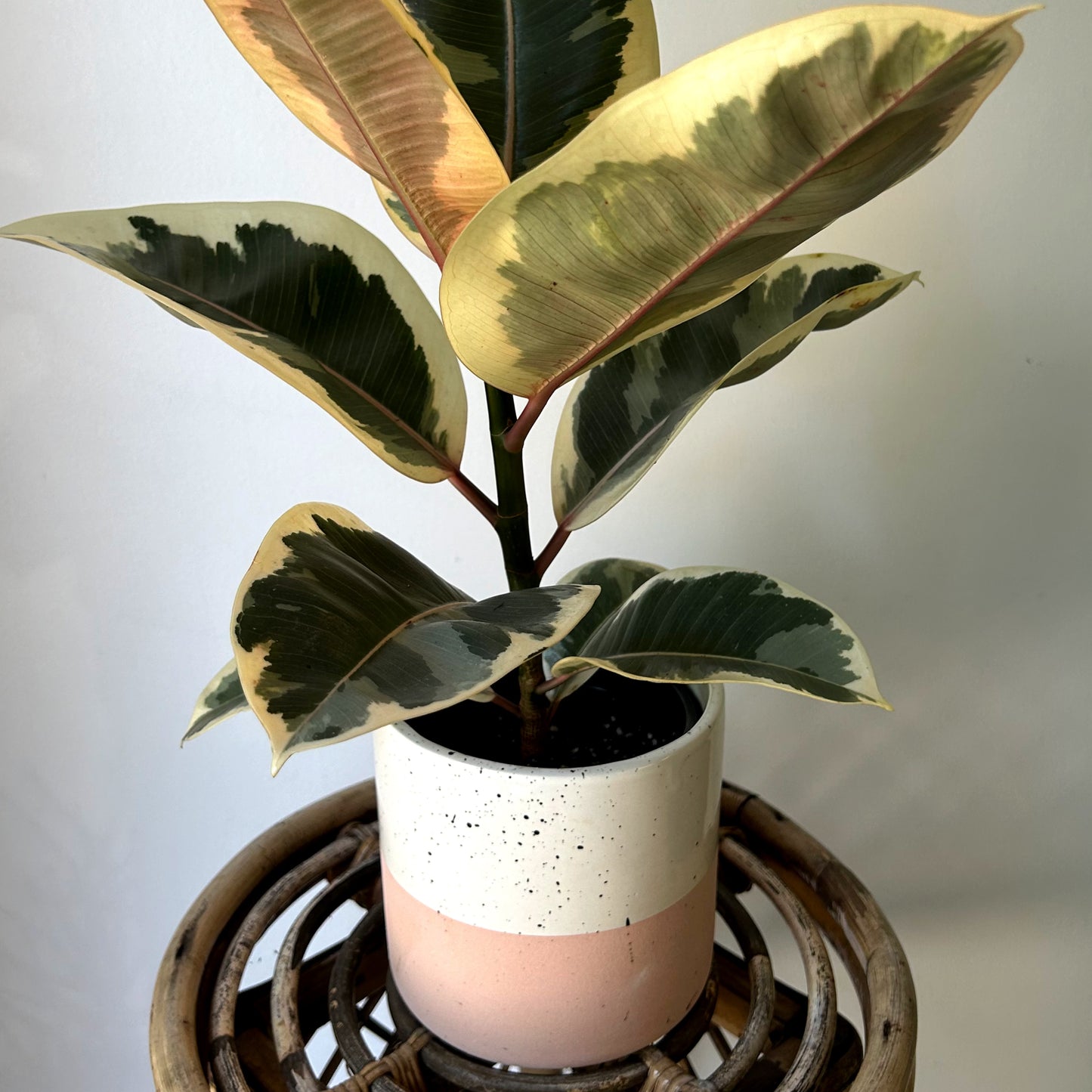 MILO Cylindrical Ceramic Decorative Pot (available in 3 sizes)