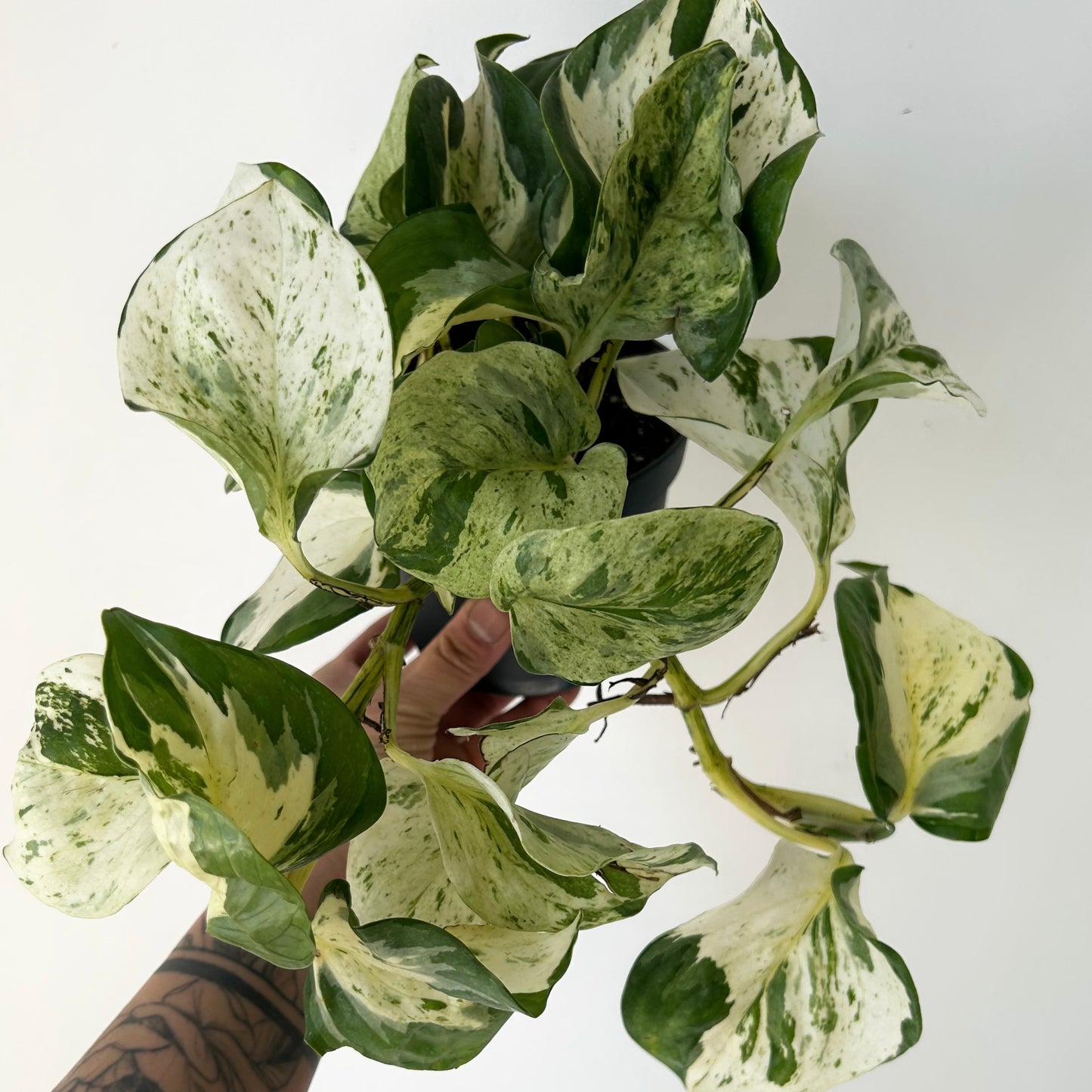 Manjula Pothos 5” pot