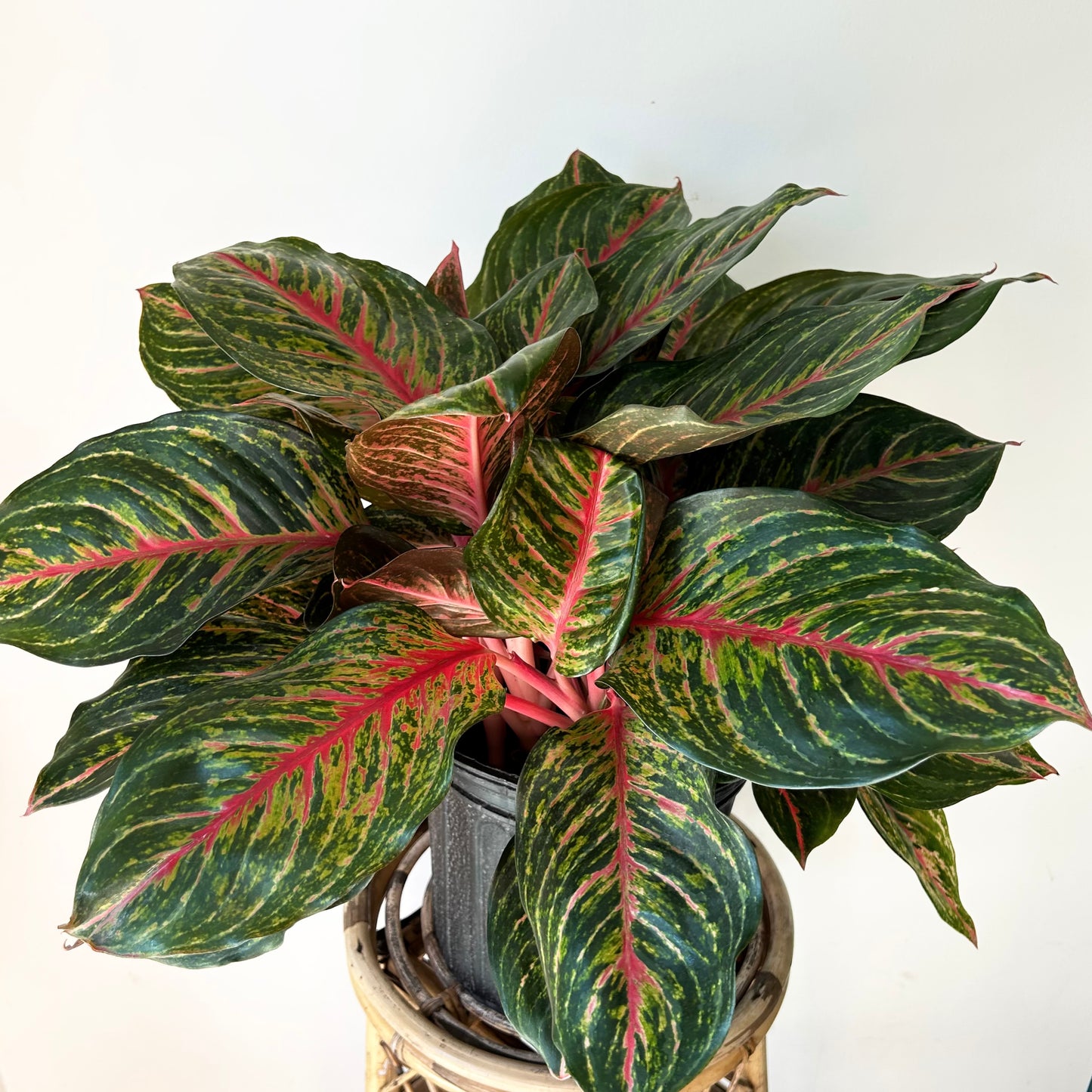 Aglaonema ‘Garnet Coltrane’ approximately 20 inches tall in 10” pot