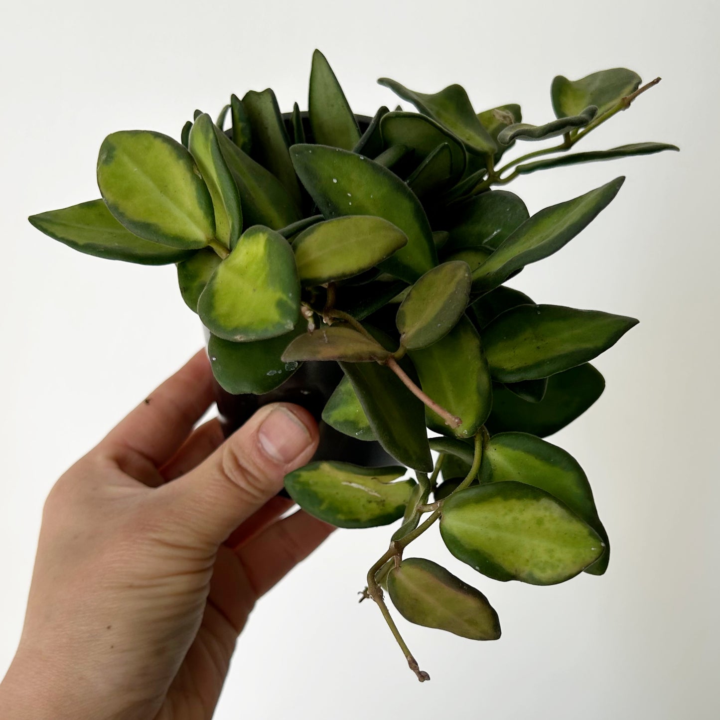 Hoya sp. aff. burtoniae variegated 3.5”pot