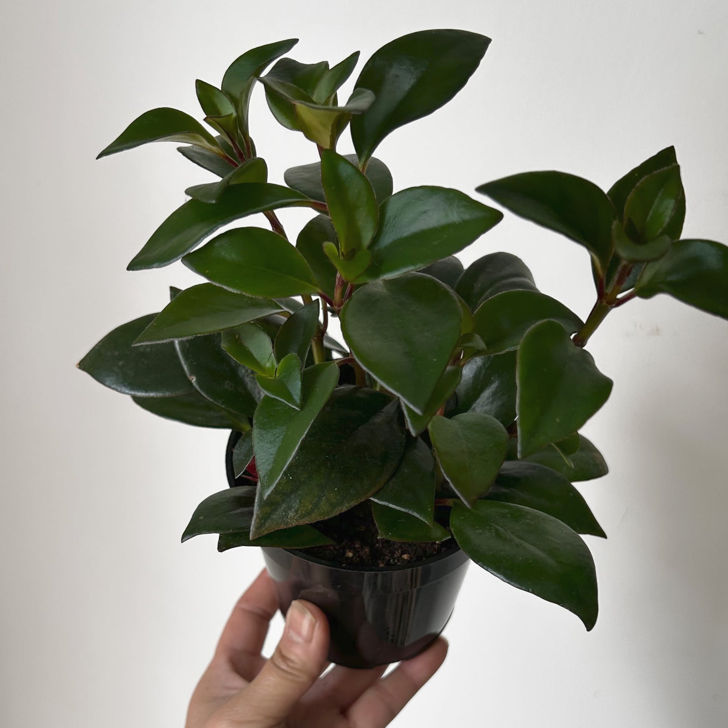 Tropicana Goldfish Plant (Nematanthus )4” pot