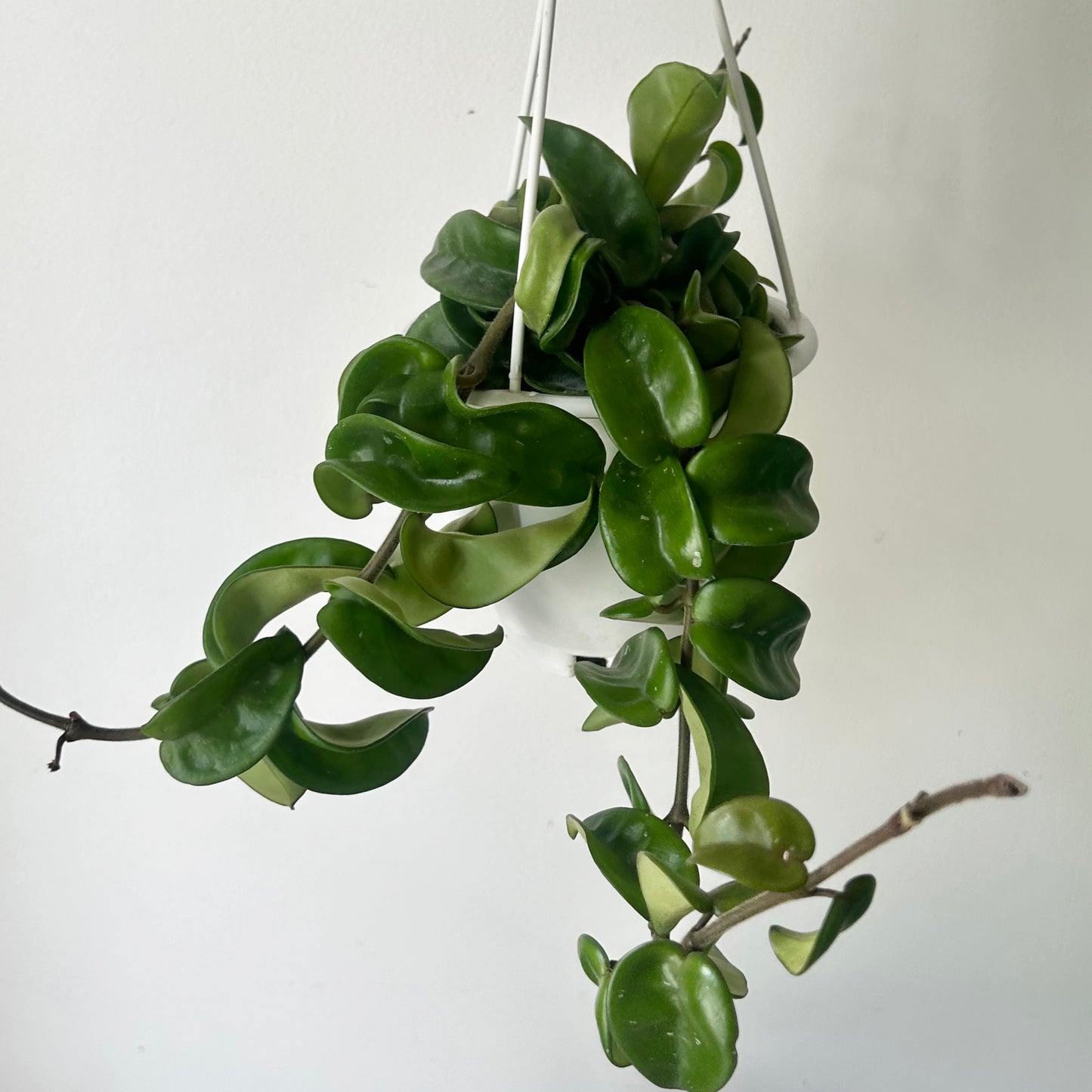 Rope Hoya (Carnosa compacta) 5” hanging basket