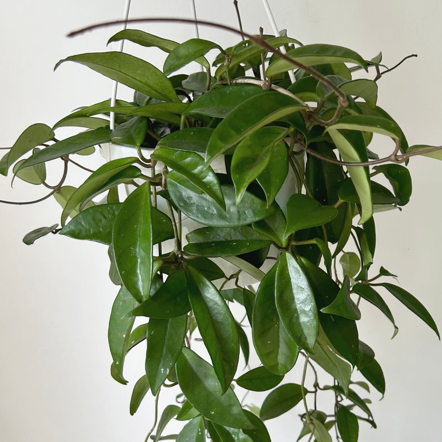 Hoya Carnosa 8”hanging basket