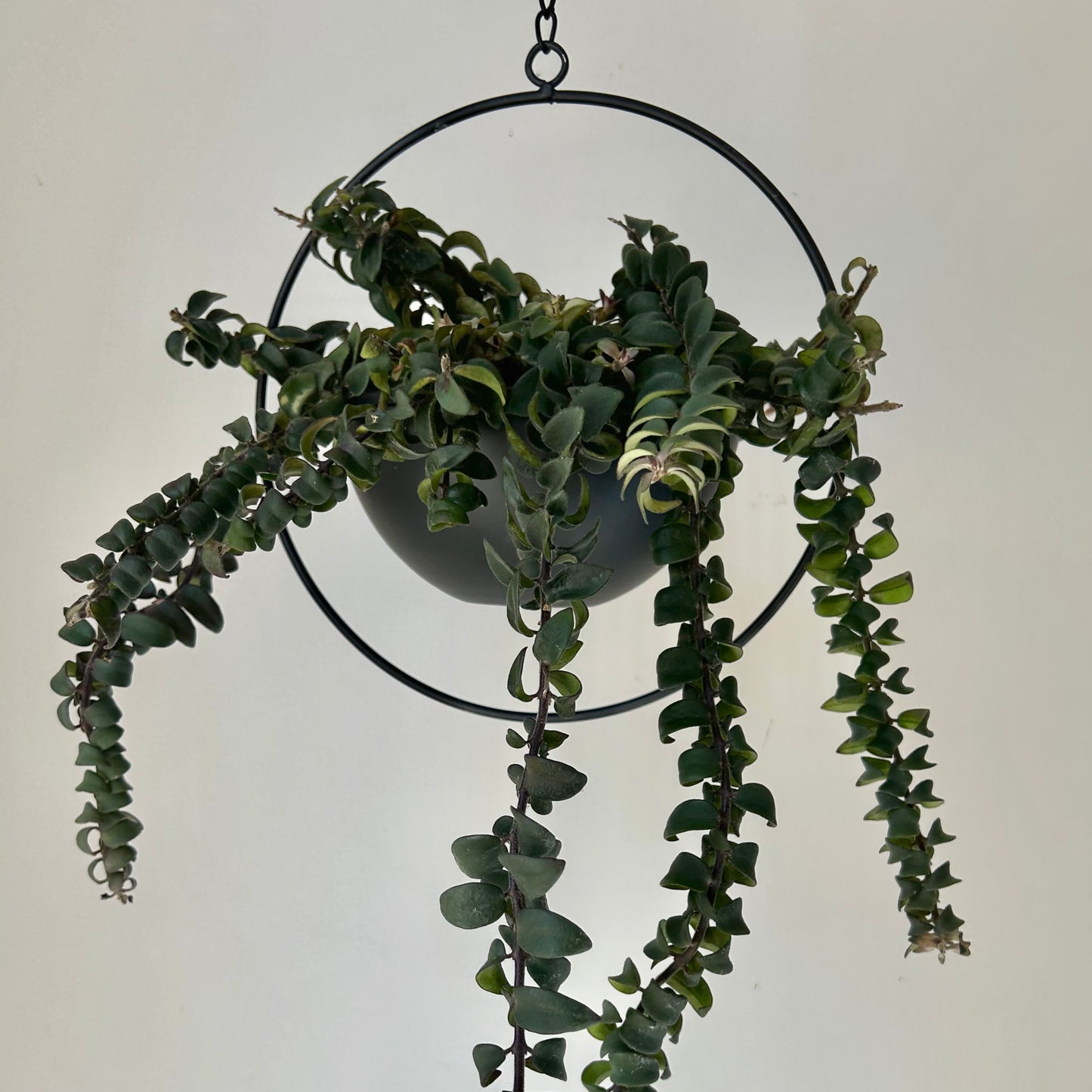 CARMEN Decorative Shallow Hanging Planter with Frame