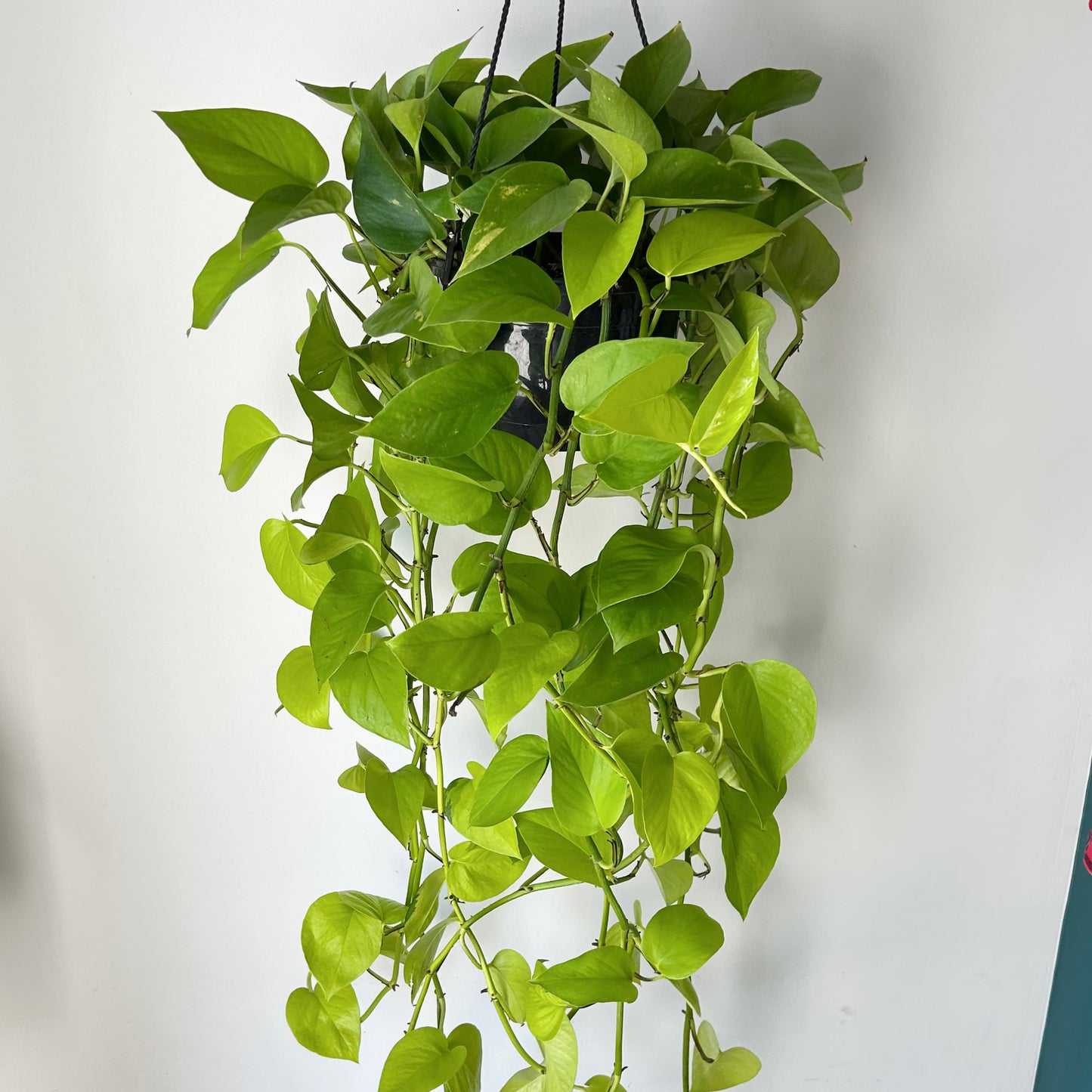 Neon Pothos 8” hanging basket