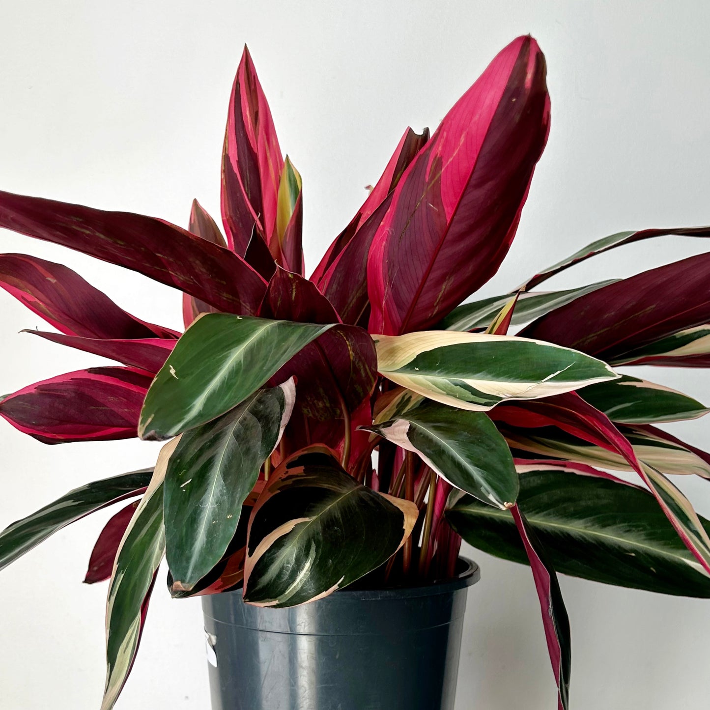 Calathea Stromanthe Triostar 6”pot