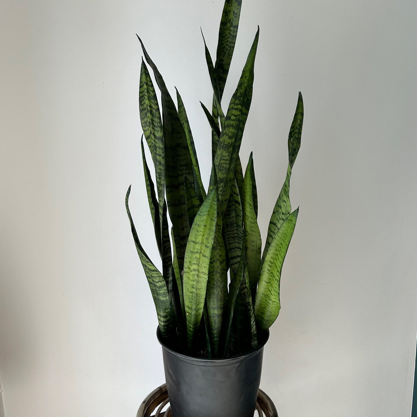 Sansevieria zeylanica approximately 2.5ft tall in 8”pot