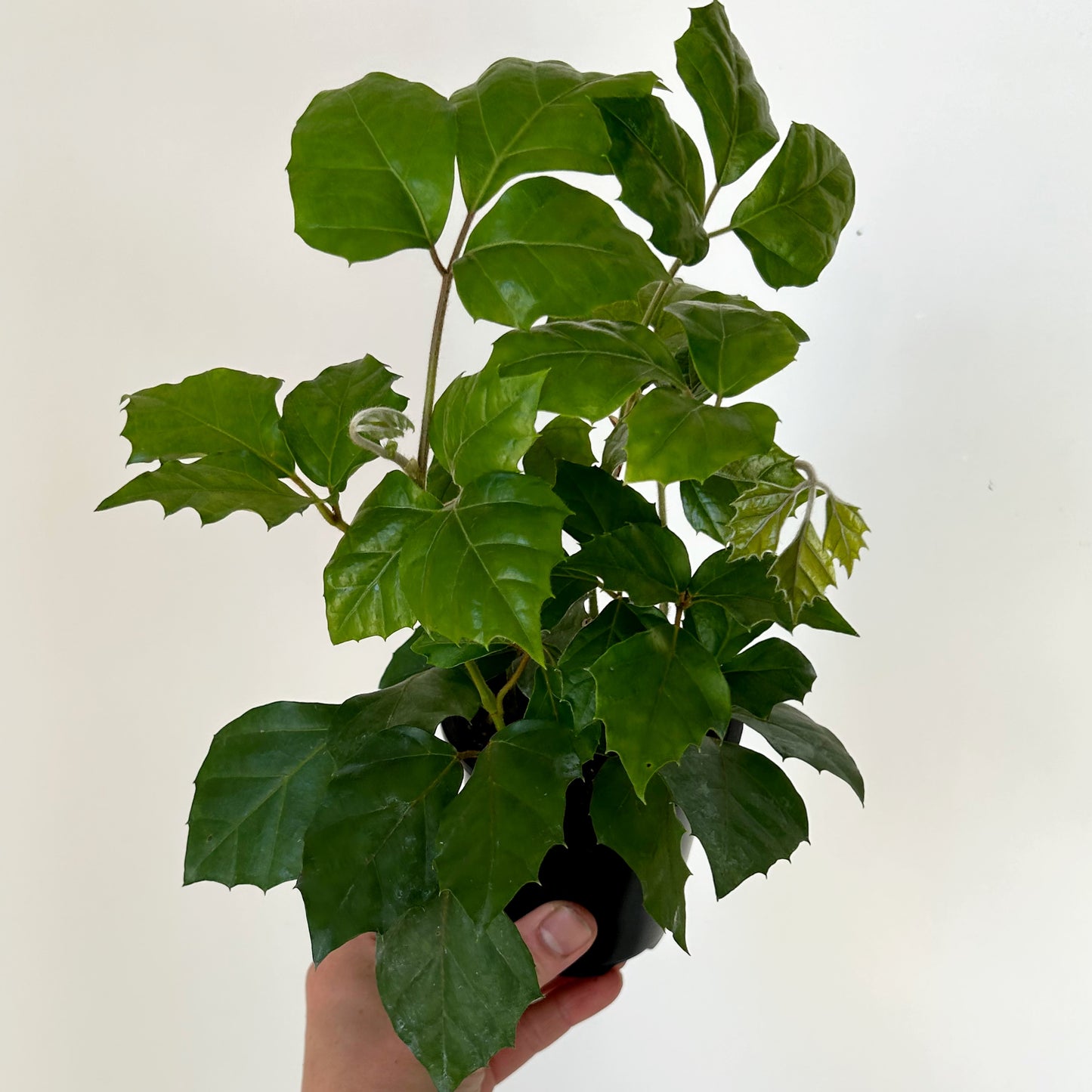 Grape Ivy (Cissus Rhombifolia) 3.5” pot