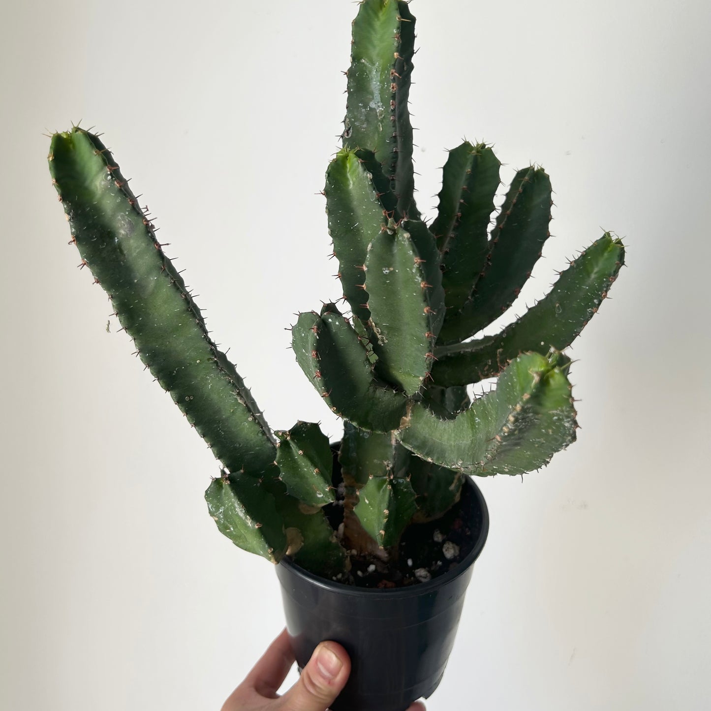 Resin Spurge (Euphorbia resinifera) 5”pot