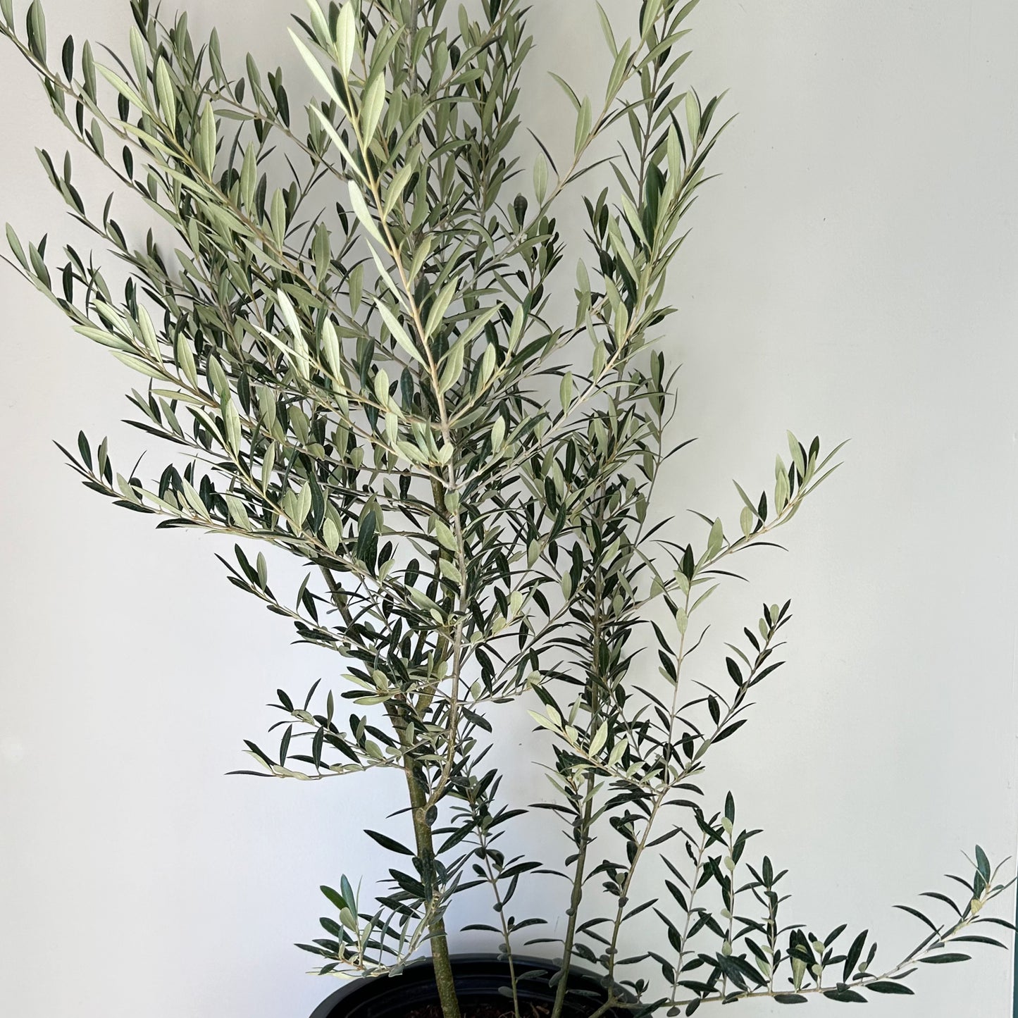 Olive Bush approximately 3ft tall in 11”pot