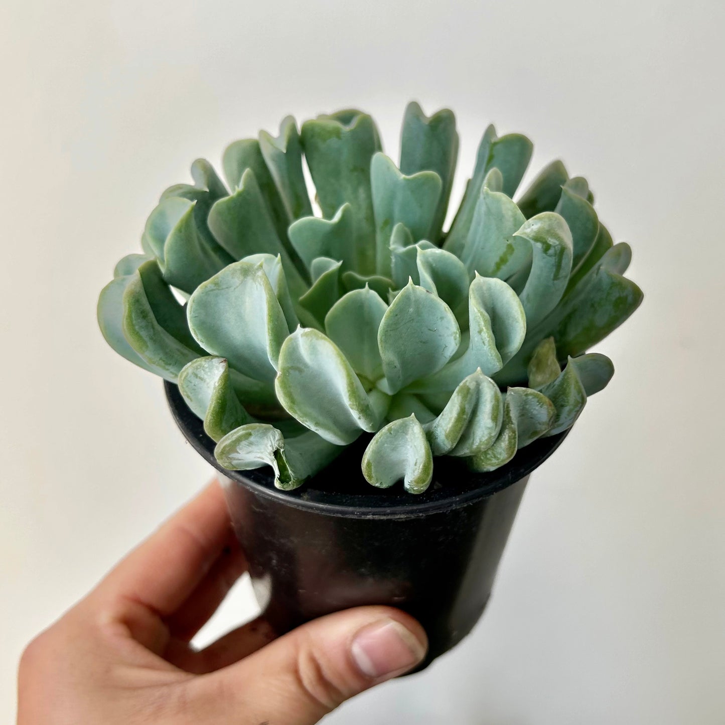 Echeveria runyonii 3.5” pot