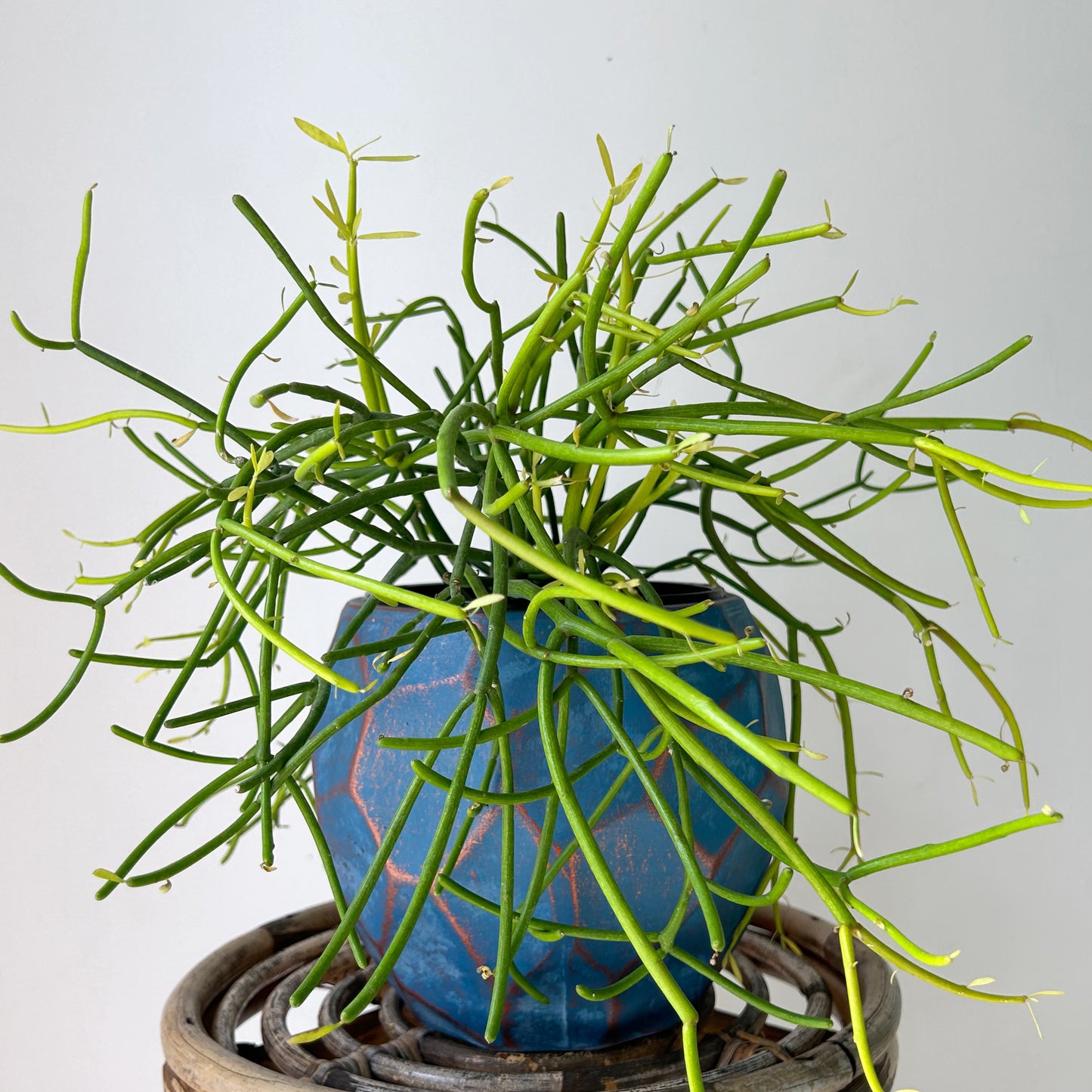 ARIES BLUE Modern Geometric Planter