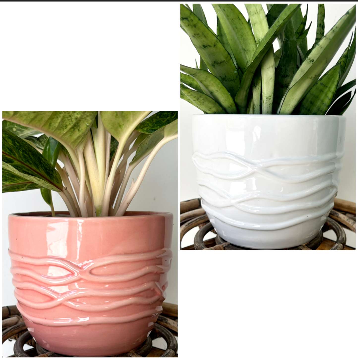 ROSLYN Cover Pot (6.5”x5.5”) available in ROSEY PEACH & WHITE