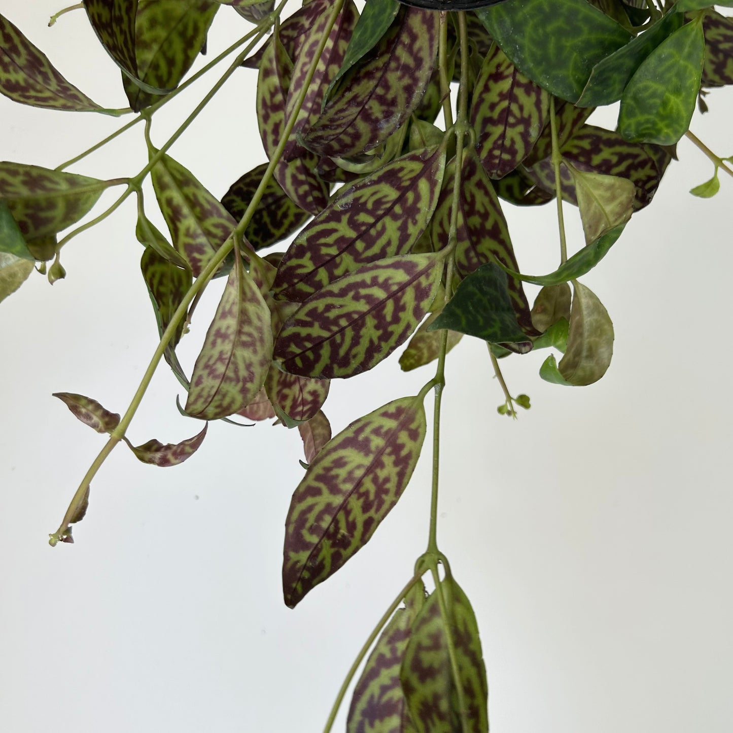 Black Pagoda Lipstick Plant (Aeschynanthus longicaulis) 4”pot