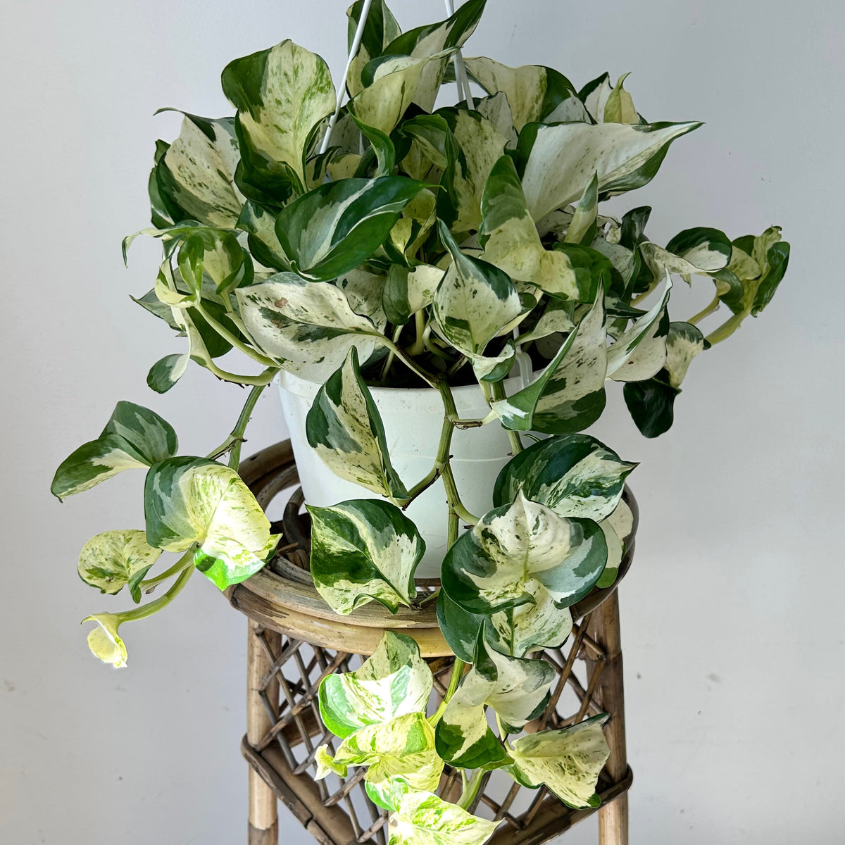 Manjula Pothos 8” hanging basket