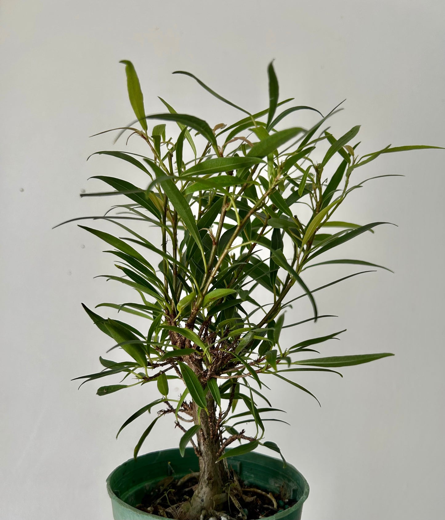Ficus “Willow Leaf” (Salicaria) PREFINISHED BONSAI 4”pot