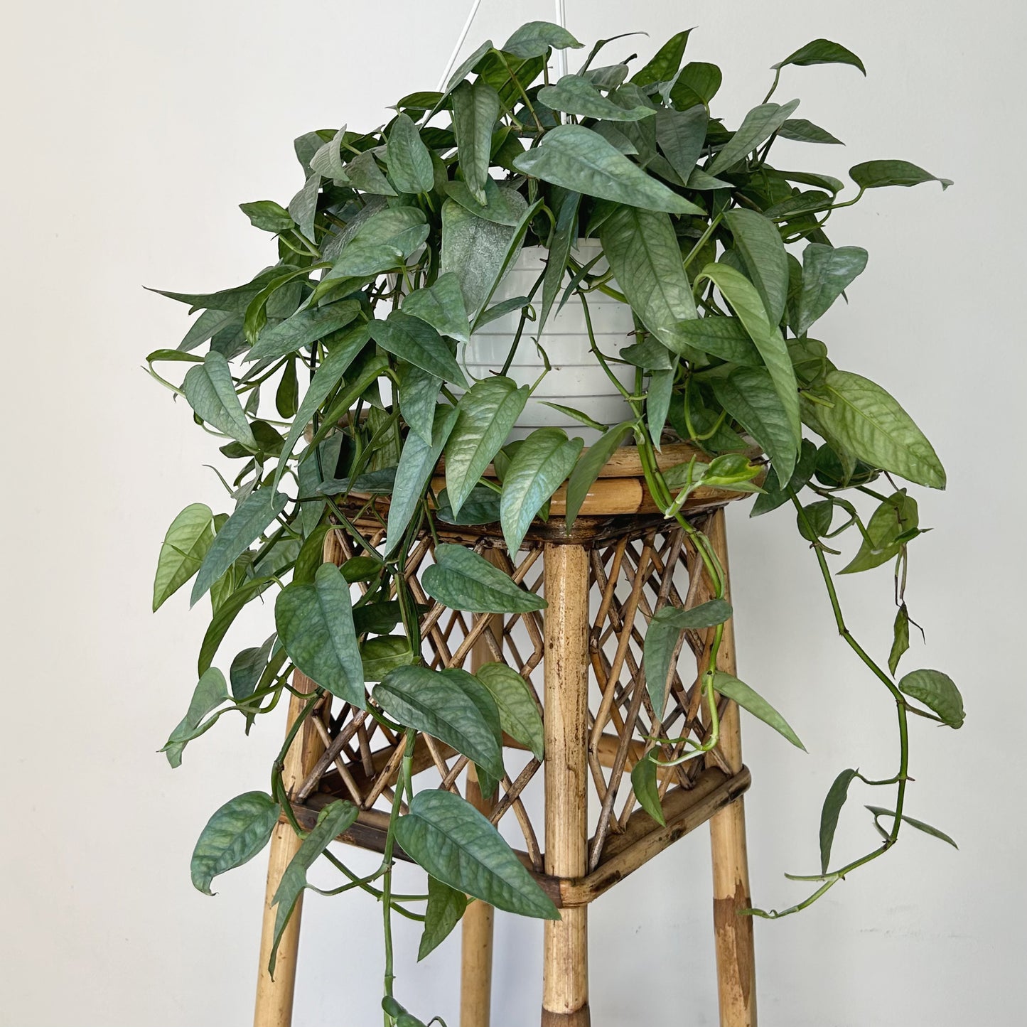 Pothos “Cebu Blue” 8” hanging basket