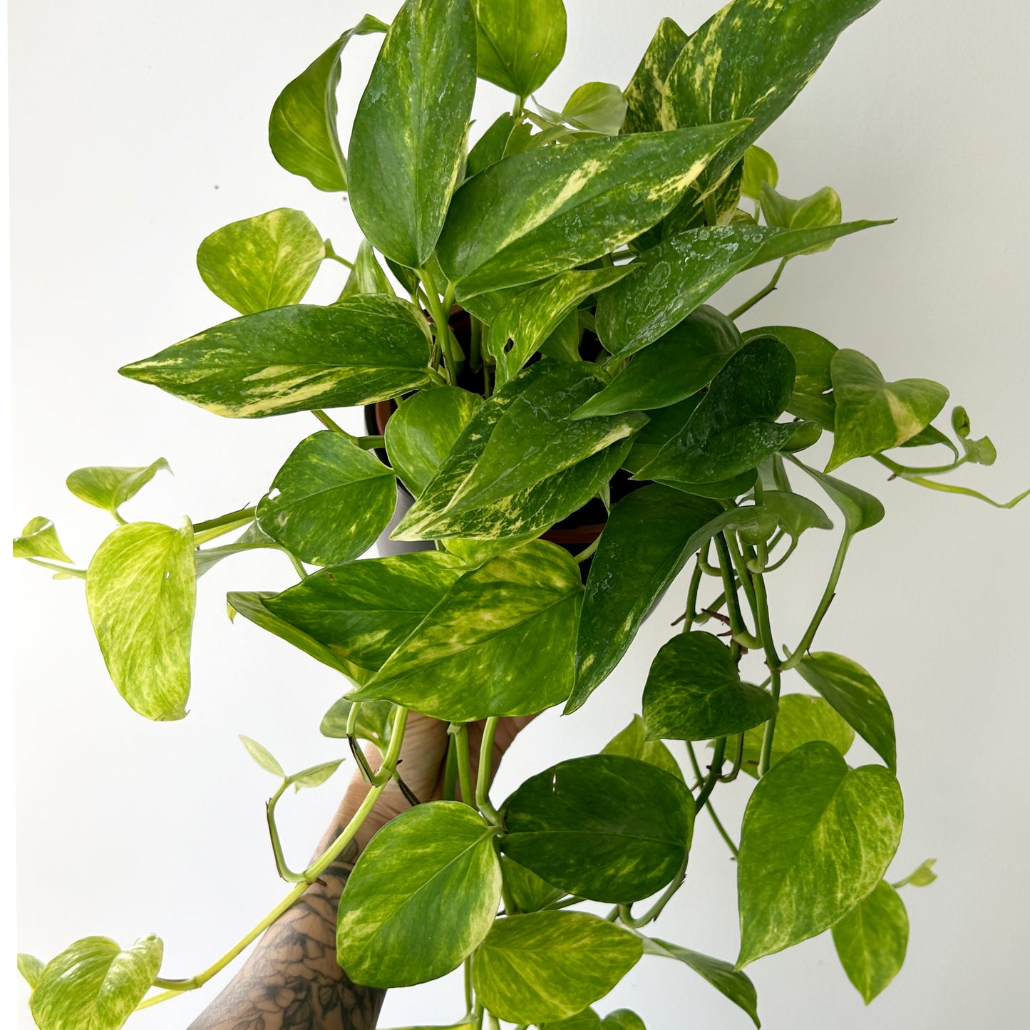 Pothos “Neon Queen” 6” hanging basket