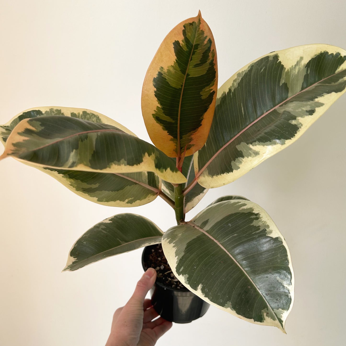 Ficus Elastica "Tineke" 5” pot