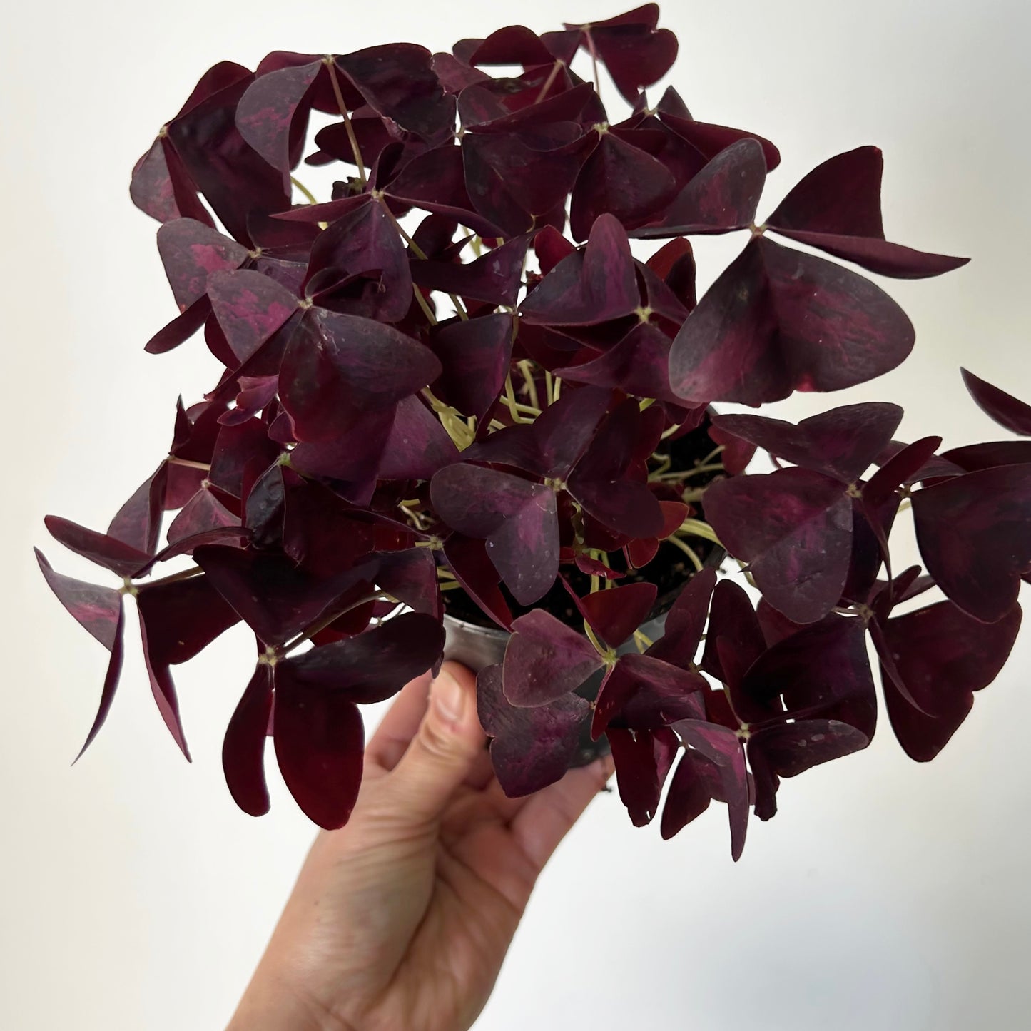Purple Shamrock Plant (Oxalis triangularis) 4" pot