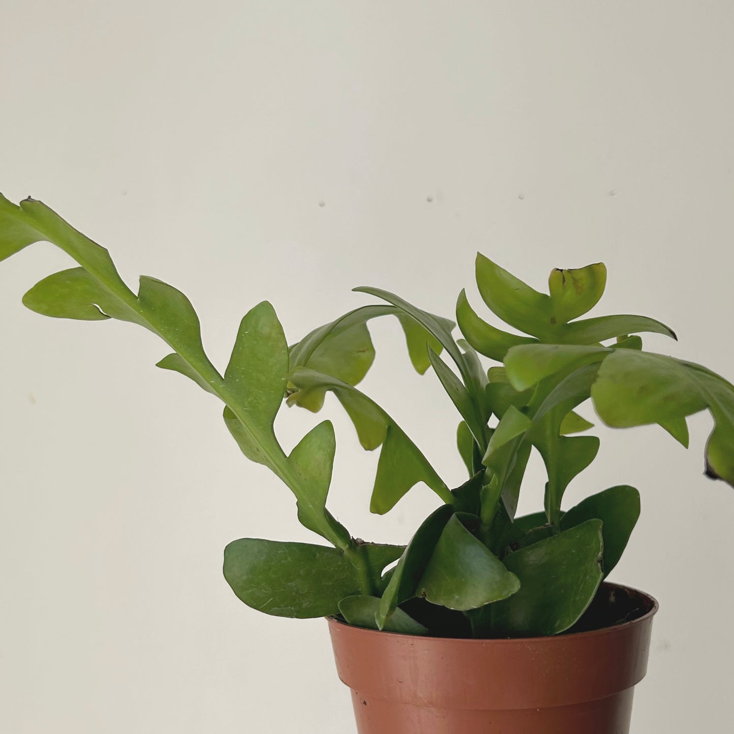 Fernleaf Orchid Cactus (Selenicereus chrysocardium) 4” pot