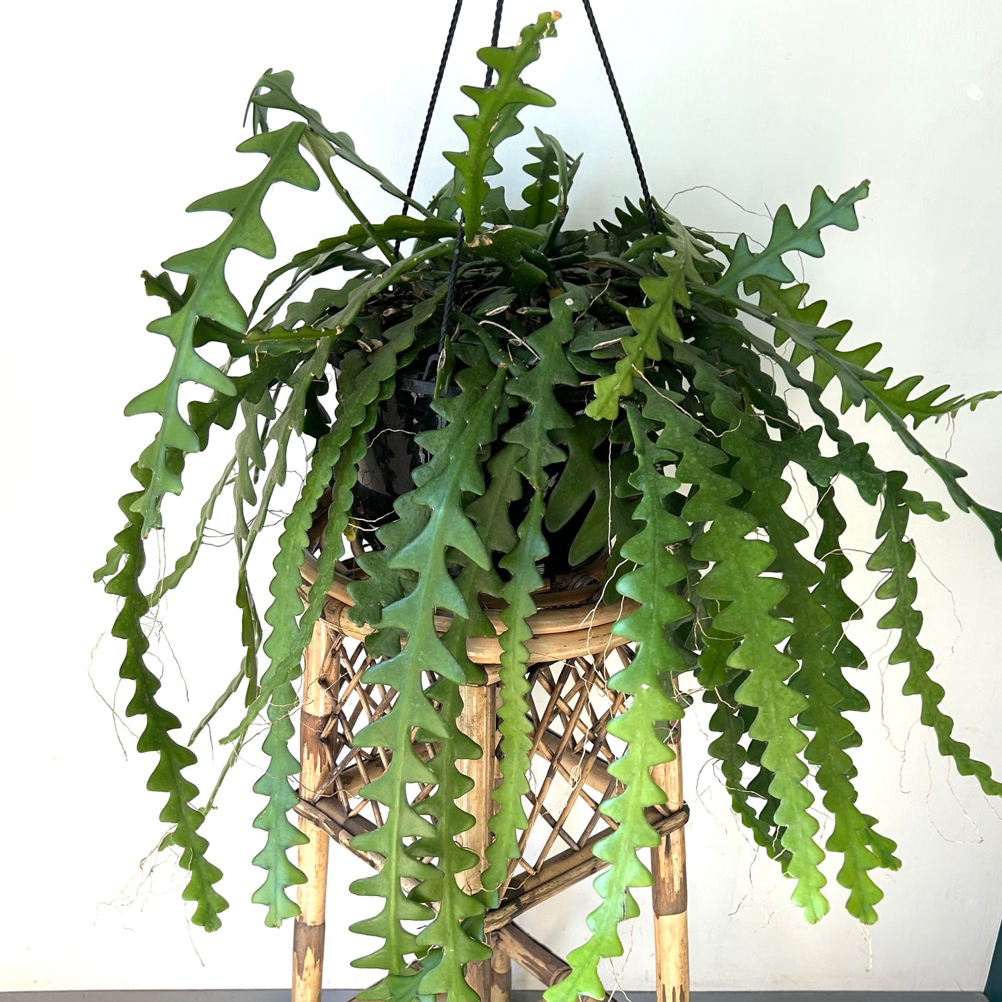 Fishbone Cactus (Epiphyllum anguliger) 10”hanging basket
