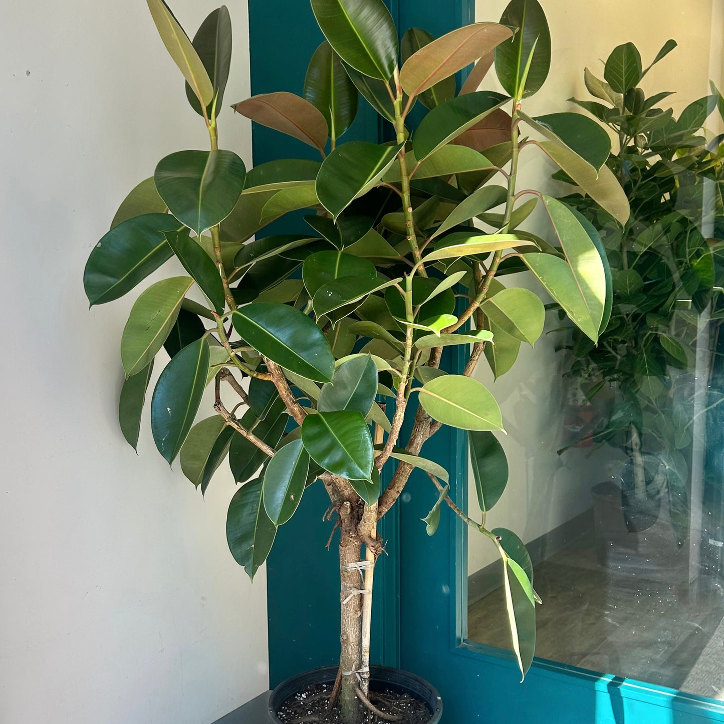 Rubber Fig Tree (Ficus elastica) approximately 5ft tall in 14”pot