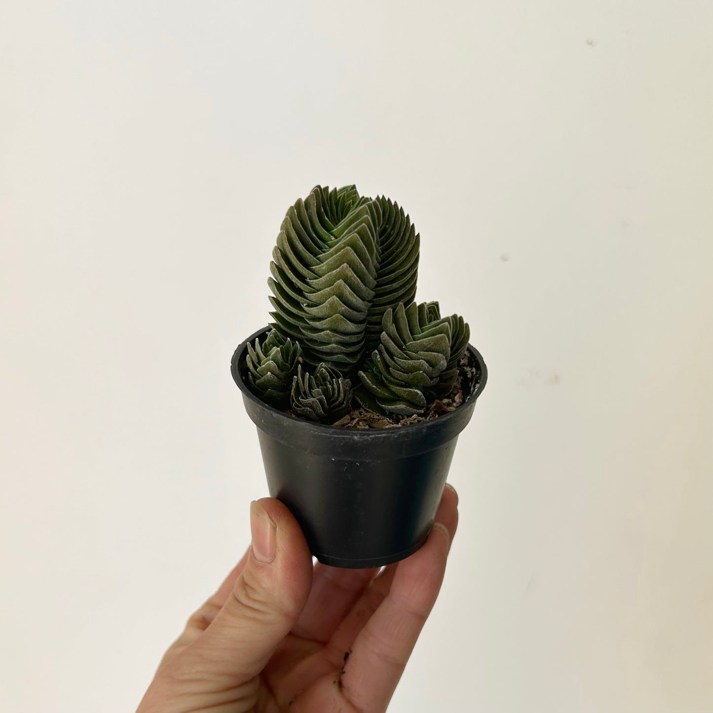 Crassula Capitella Pagoda/Buddha’s Temple” 2.5”pot