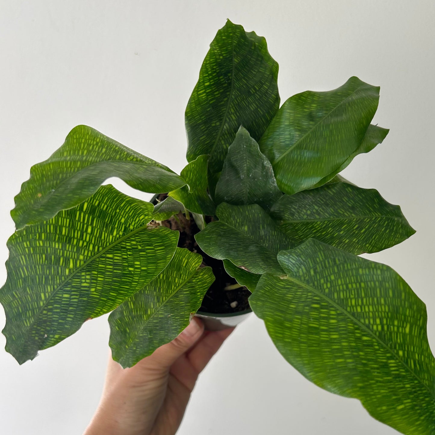 Calathea musaica ‘Network’ 4” pot