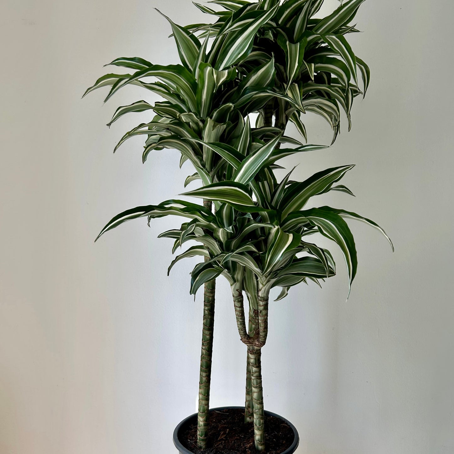 Dracaena warneckii Cane “White Bird”approximately 4ft tall in 8”pot