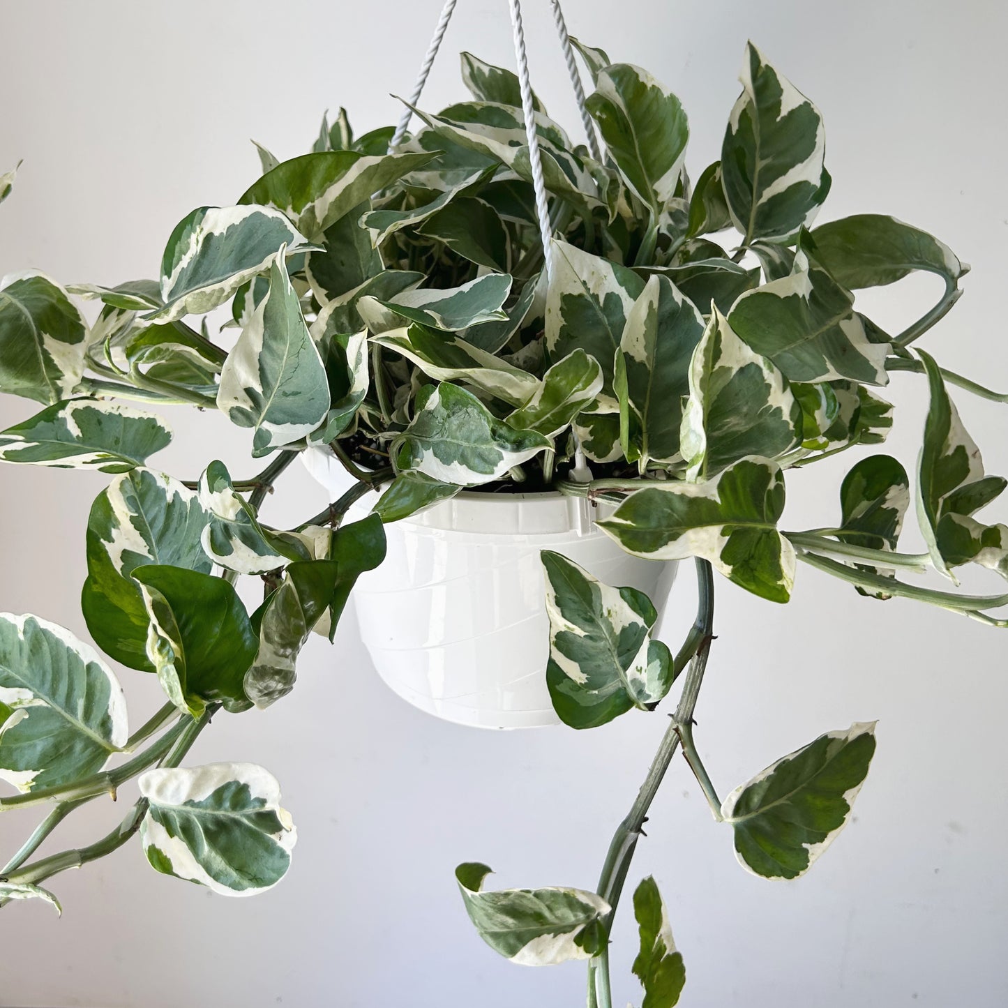Pothos Pearl and Jade 8” Hanging Basket