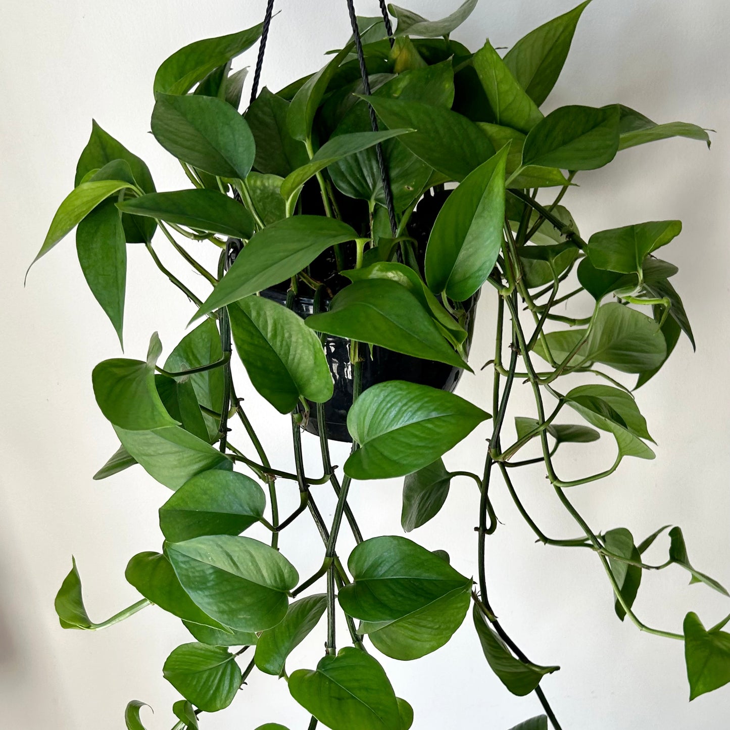 Jade pothos 8” hanging basket