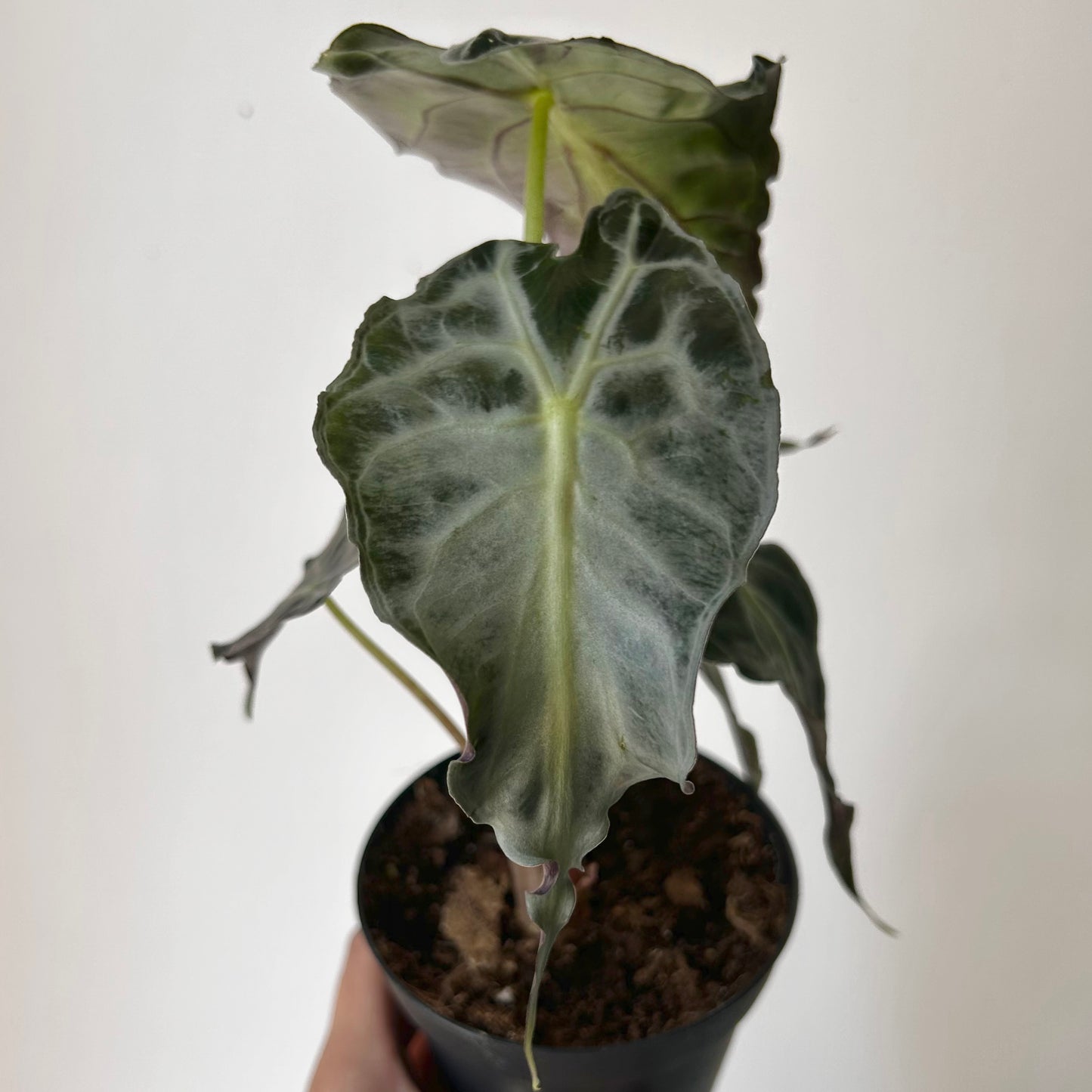 Alocasia ‘Venom’ 4” pot