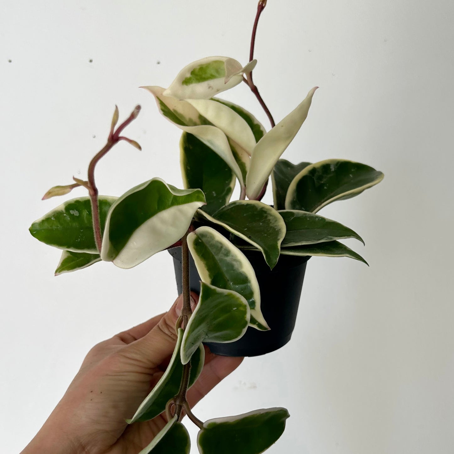 Hoya carnosa "Krimson Queen” 3.5”pot