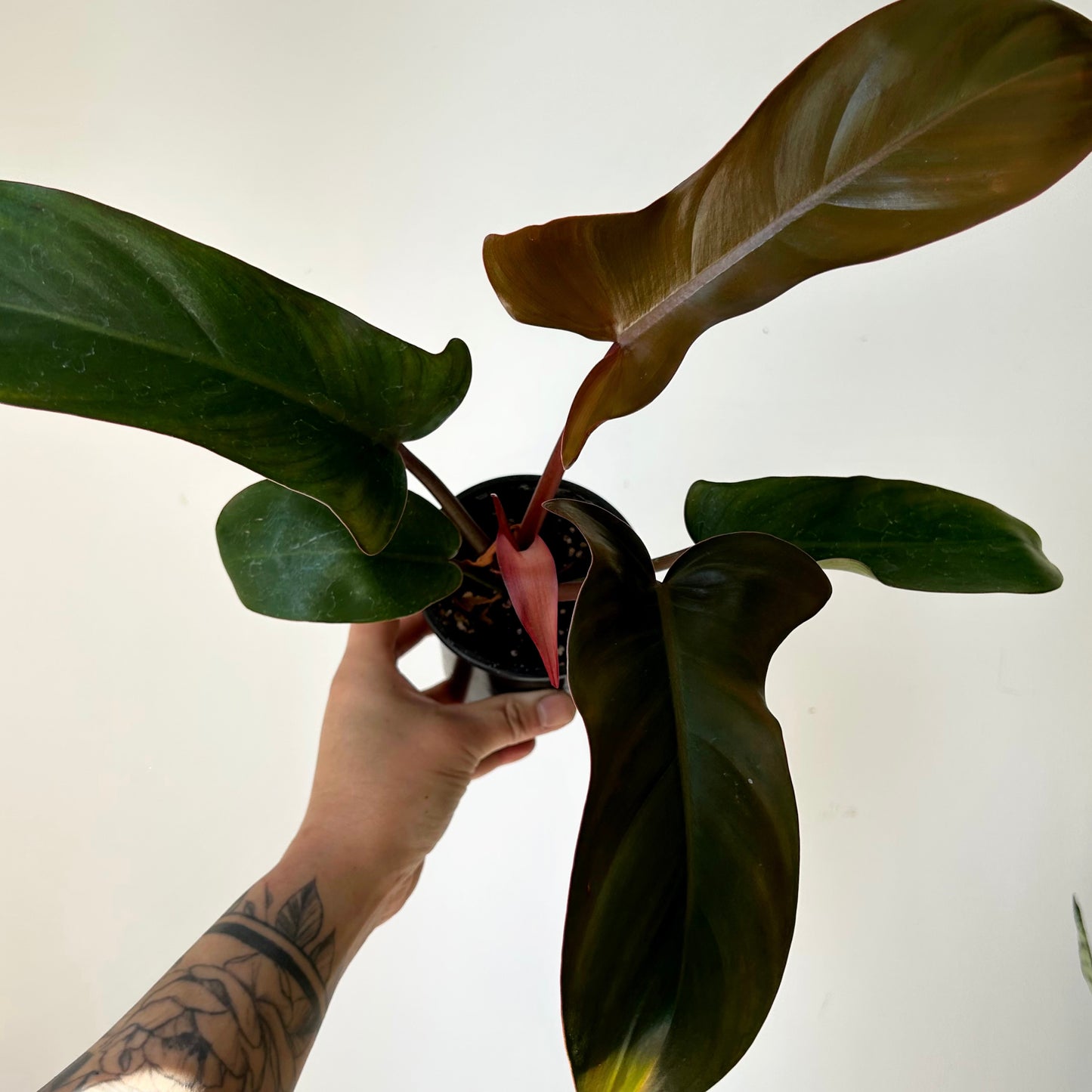 Philodendron Florida Bronze 3.5" pot